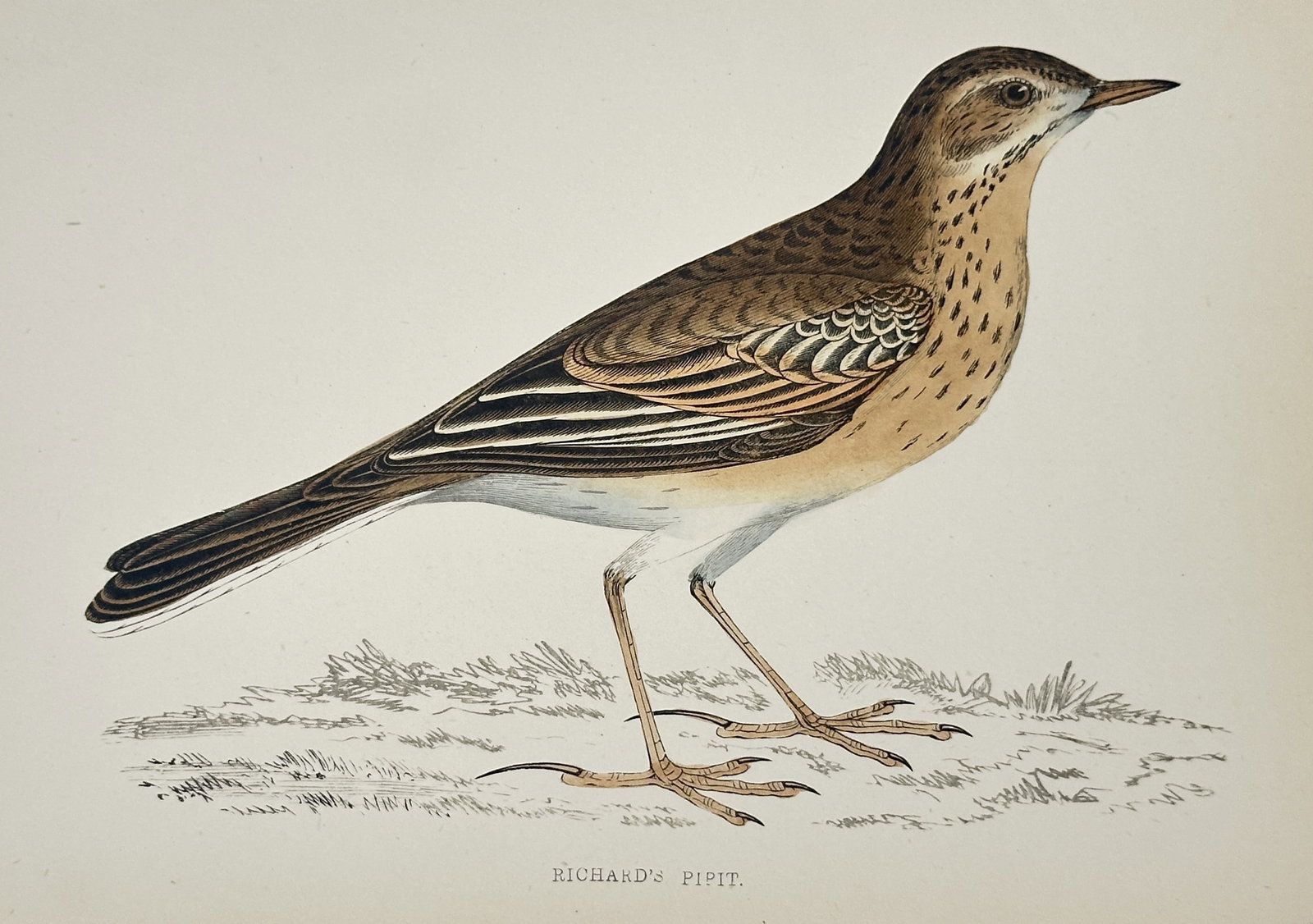 Francis Orpen Morris (1810–1893) – Richard's Pipit – wood engraving (1870): This wood engraving depicts a single Richard's pipit (Anthus richardi) standing on sparsely vegetated ground, rendered in a lateral profile that captures its characteristically long legs and upright p