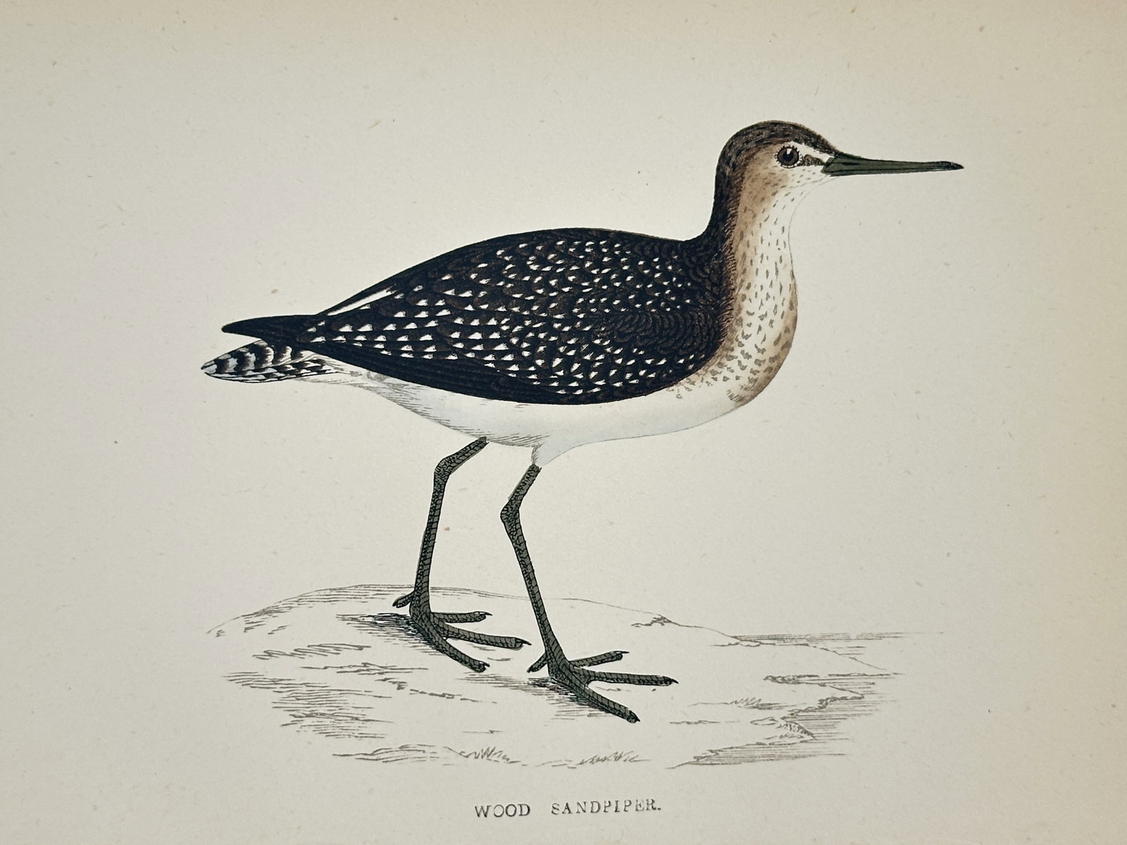Francis Orpen Morris (1810–1893) – Wood Sandpiper – wood engraving (1870): This wood engraving depicts a single wood sandpiper (Tringa glareola) standing on a rocky, sparse shoreline, rendered in a lateral profile that highlights its slender neck and long, dark legs. The ill