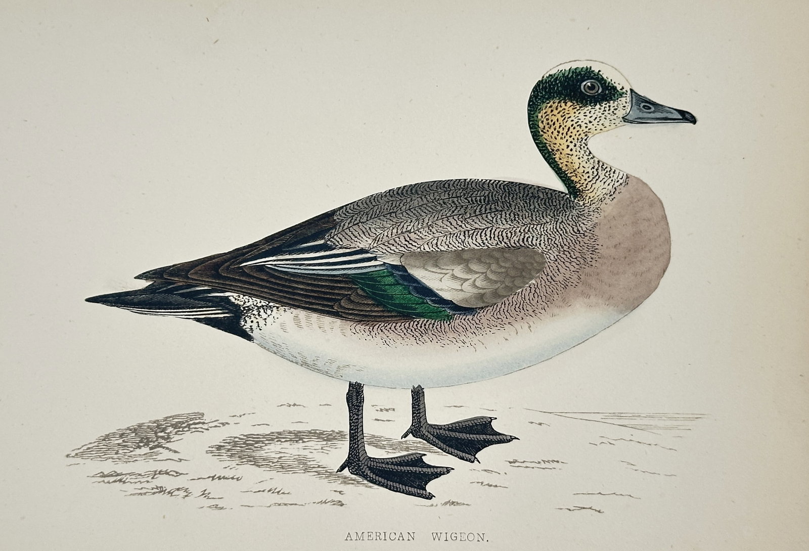Francis Orpen Morris (1810–1893) – American Wigeon – wood engraving (1870): This wood engraving depicts a single male American wigeon (Mareca americana) standing on a sparse, sandy shoreline, rendered in a lateral profile that showcases its distinctive "baldpate" white crown 
