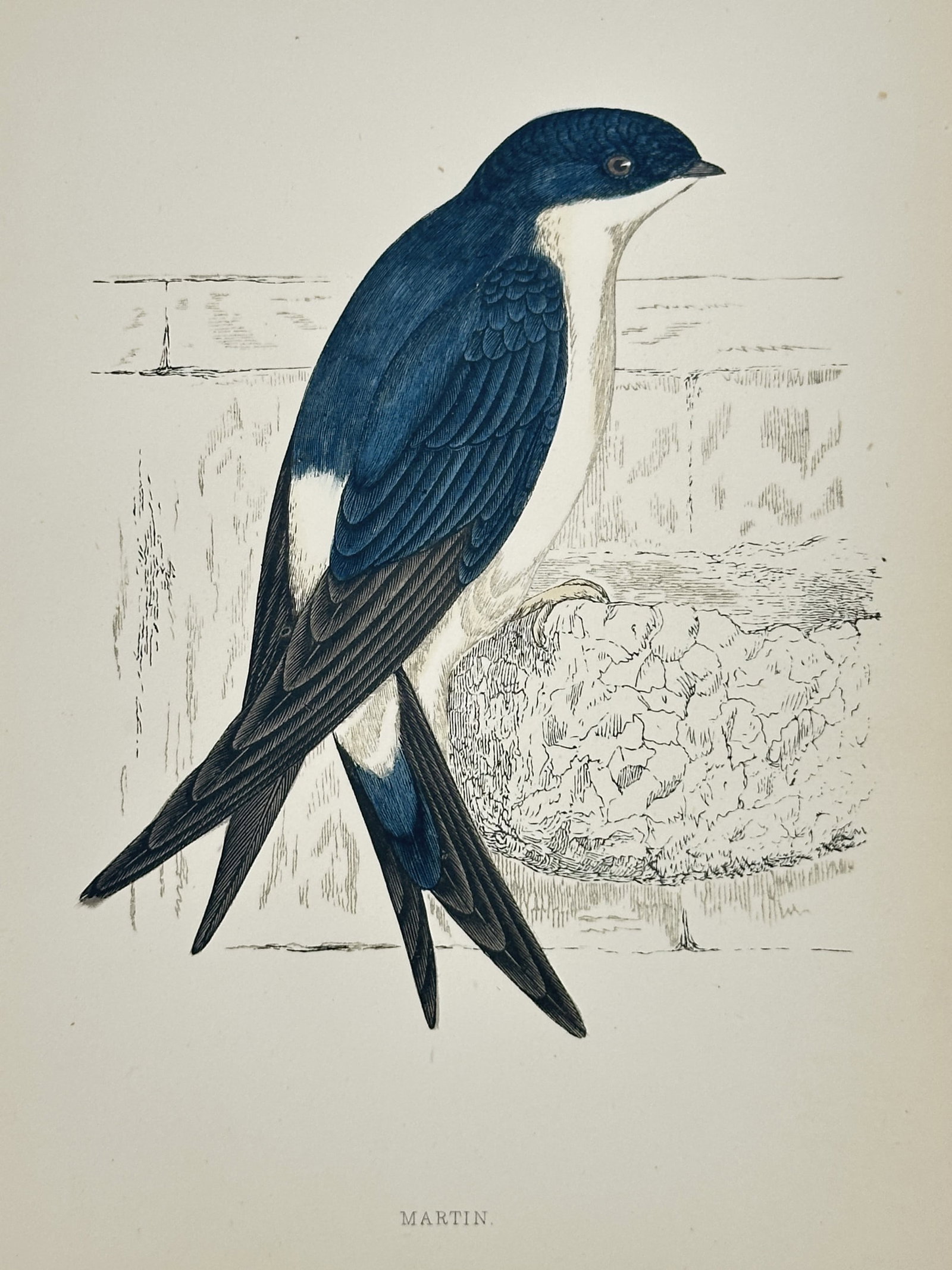 Francis Orpen Morris (1810–1893) – Common House Martin – wood engraving (1870): This wood engraving depicts a single common house martin (Delichon urbicum) perched upon its characteristic mud nest attached to a stone wall. The illustration captures the species' distinctive glossy