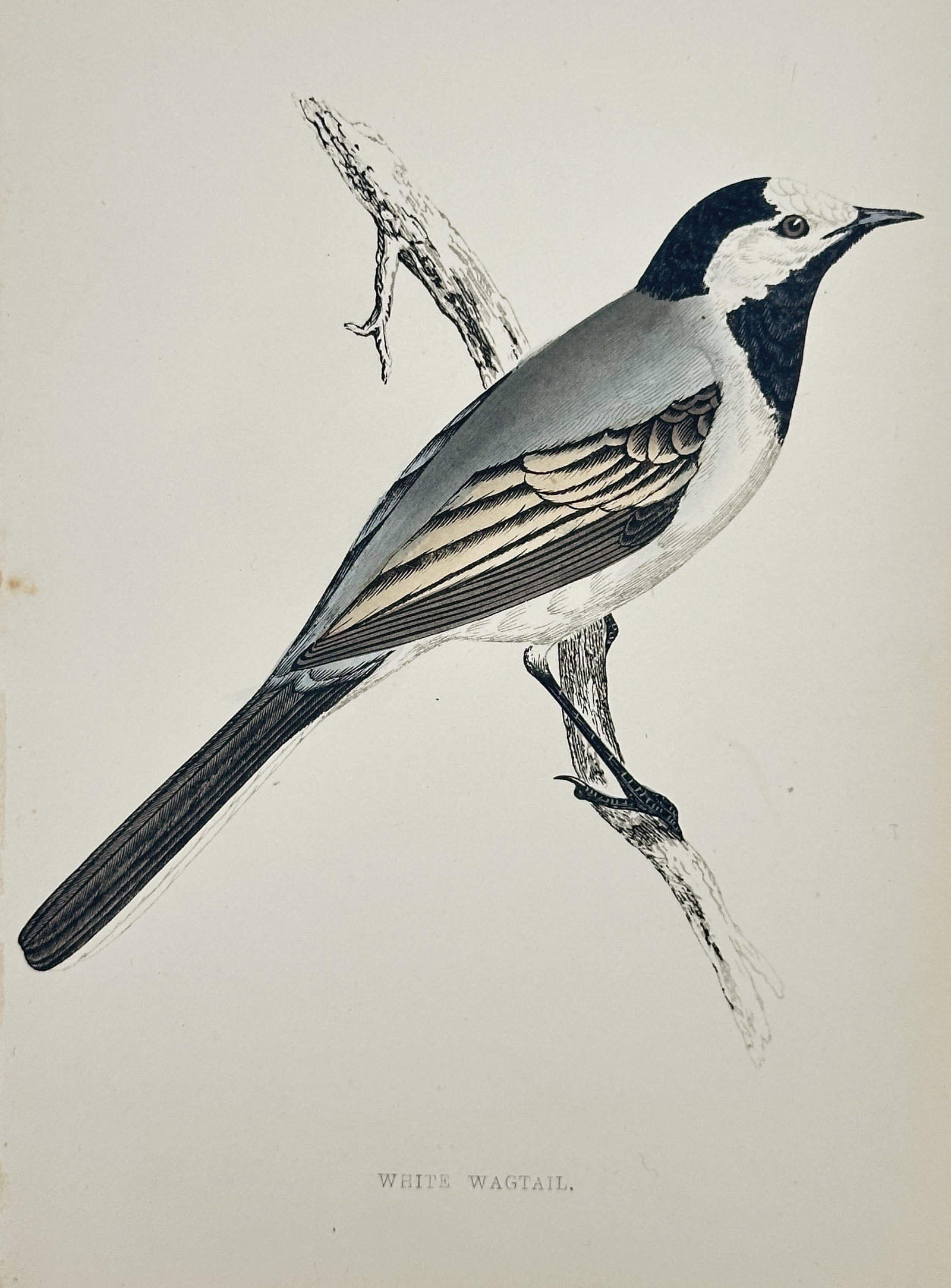 Francis Orpen Morris (1810–1893) – White Wagtail – wood engraving (1870): This wood engraving depicts a single white wagtail (Motacilla alba) perched upon a rustic, gnarled branch, rendered in a lateral profile that highlights its elegant, slender silhouette and characteris