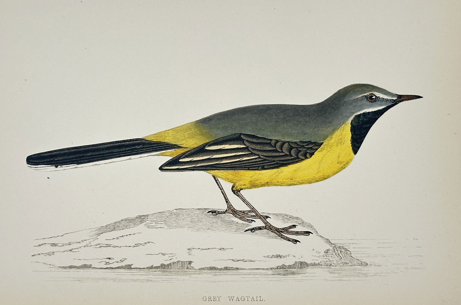 Francis Orpen Morris (1810–1893) – Grey Wagtail – wood engraving (1870) (1 of 2)