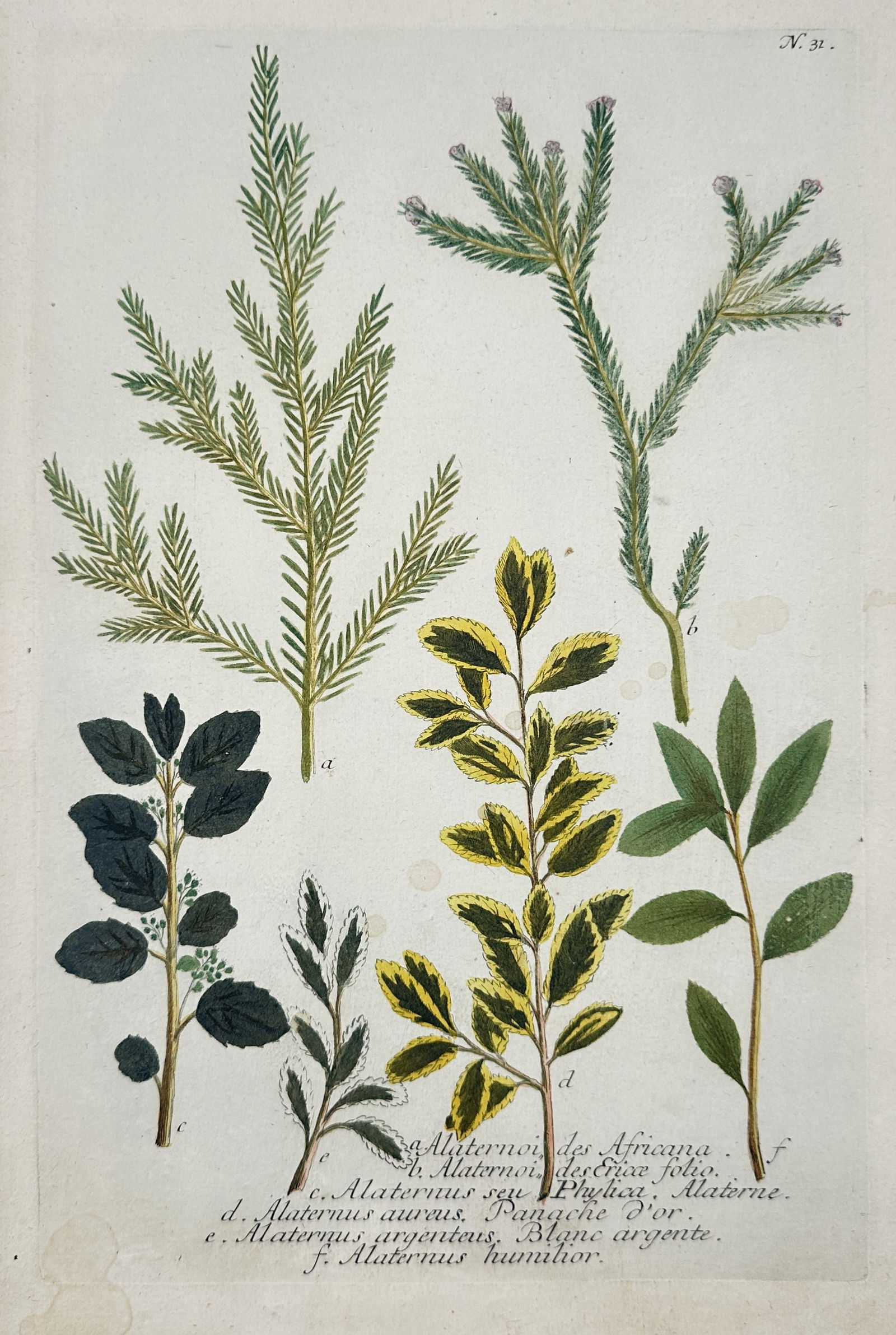 Johann Wilhelm Weinmann – Botanical Studies of Alaternoides and Alaternus Species (1 of 2)