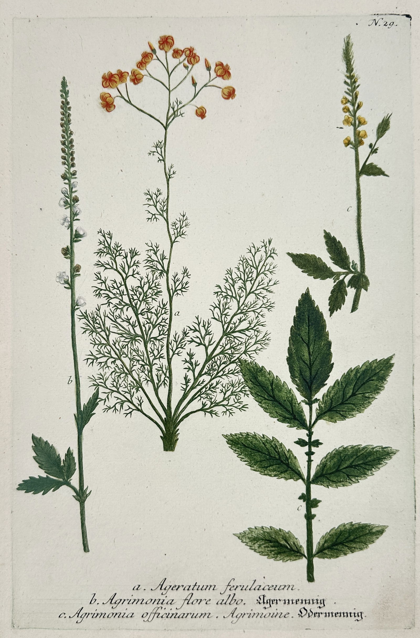 Johann Wilhelm Weinmann – Botanical Studies of Ageratum and Agrimonia Species (1 of 2)