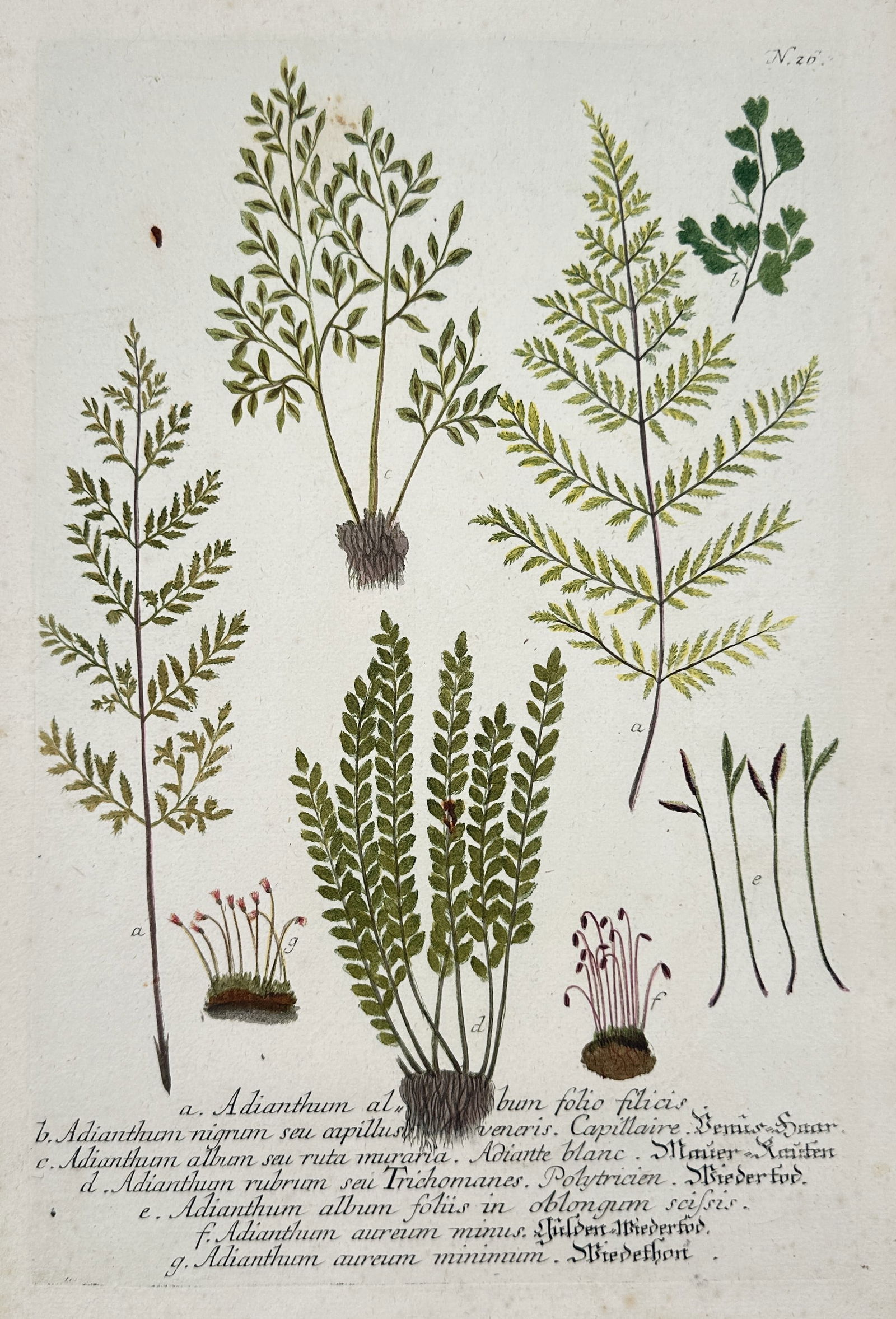 Johann Wilhelm Weinmann – Botanical Studies of Adianthum and Trichomanes Species (1 of 2)