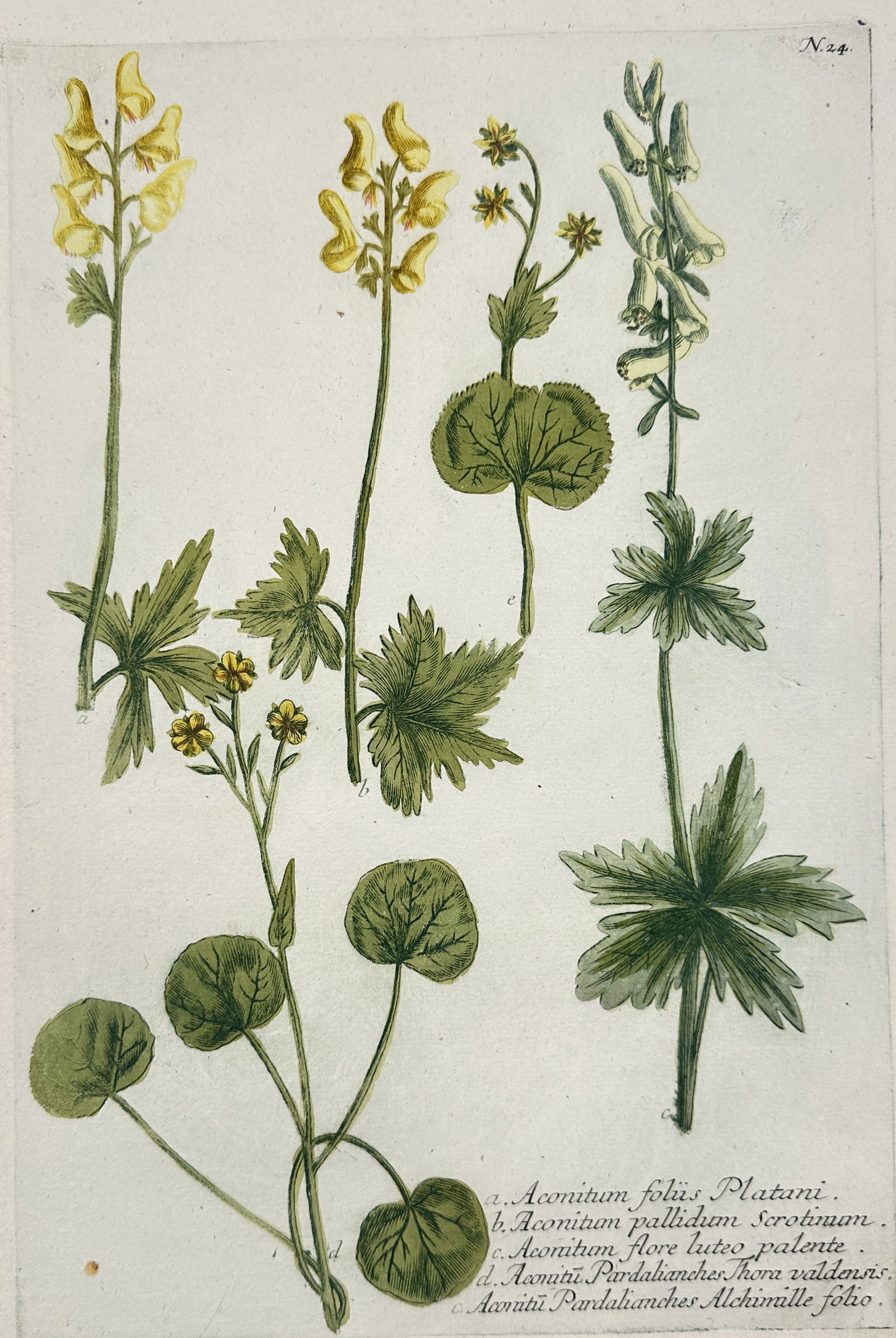 Johann Wilhelm Weinmann – Botanical Studies of Aconitum and Pardalianches Species (1 of 2)