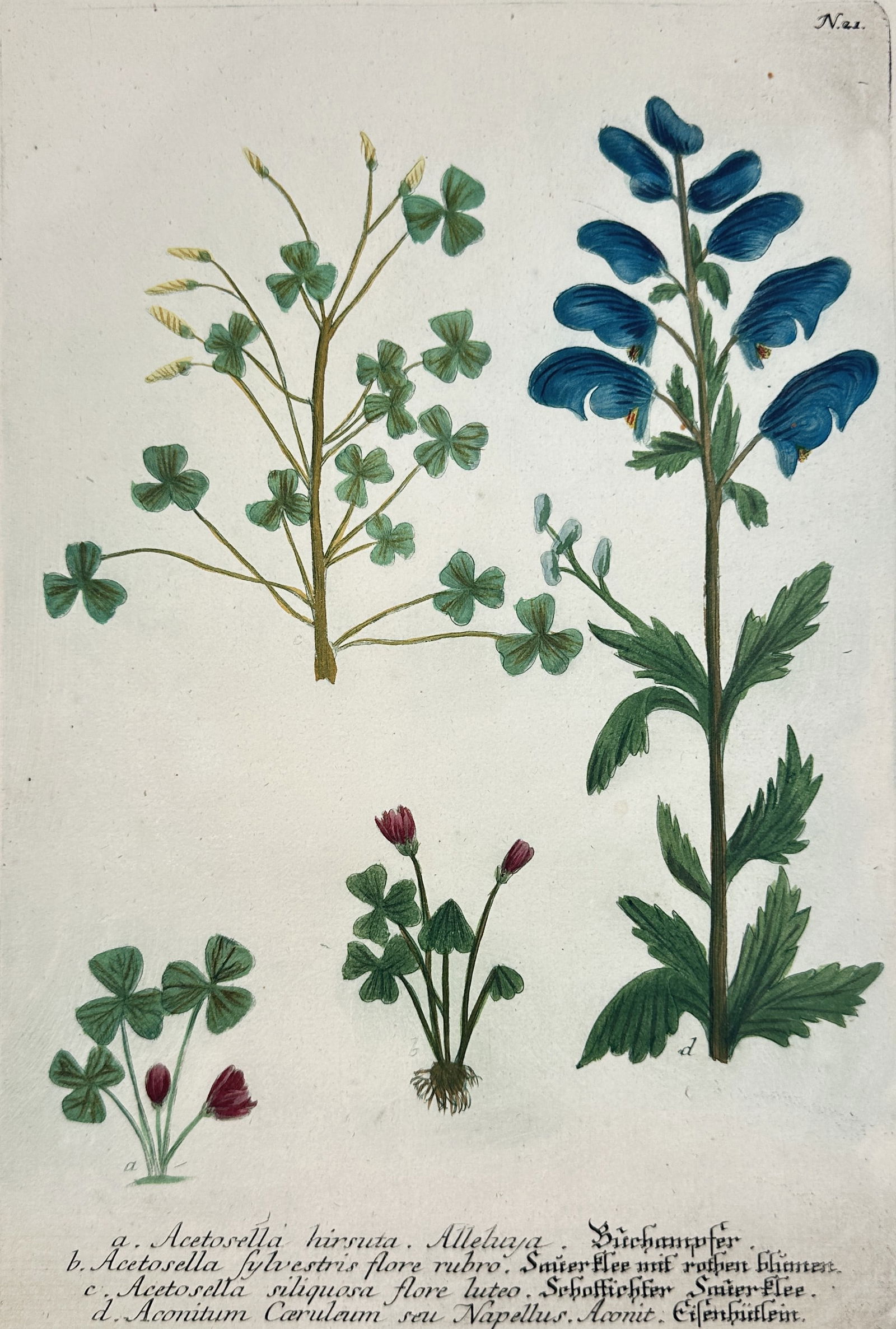 Johann Wilhelm Weinmann – Botanical Studies of Acetosella and Aconitum Species (1 of 2)