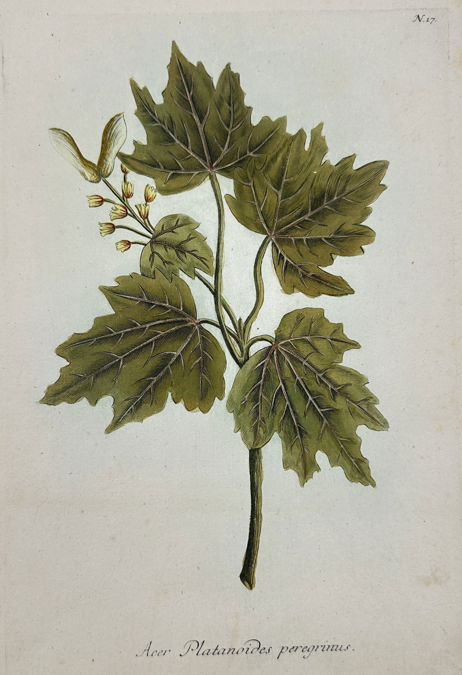Johann Wilhelm Weinmann – Botanical Study of Acer platanoides peregrinus – hand colored (1 of 2)