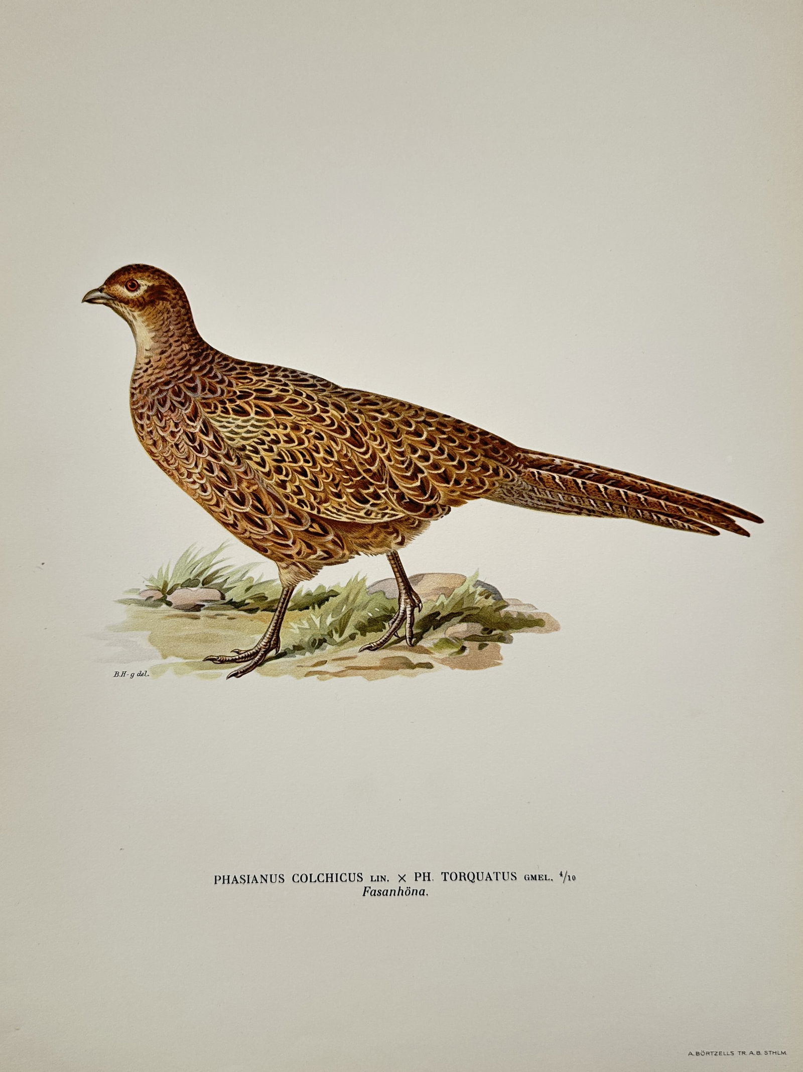 Magnus von Wright (1805–1867) – Common Pheasant (Phasianus Colchicus) – Lithograph: This ornithological illustration depicts a female common pheasant standing on a small patch of grassy earth. The bird is rendered with meticulous detail, capturing the intricate mottled pattern of its