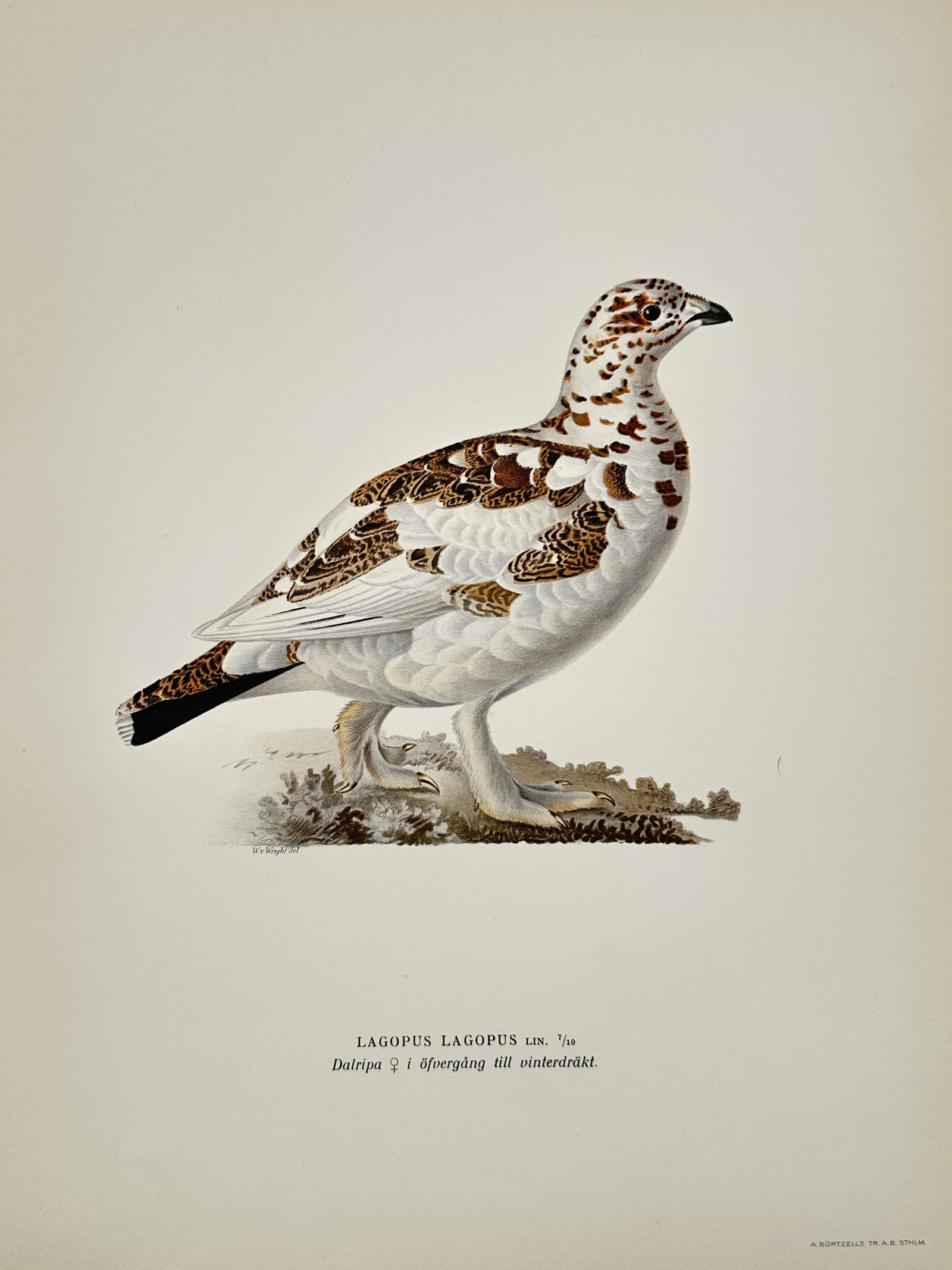 Magnus von Wright (1805–1867) – Willow Ptarmigan (Lagopus Lagopus) – Lithograph (1920s): This ornithological illustration depicts a female willow ptarmigan during its transition to winter plumage, characterized by a mix of mottled brown feathers and emerging white patches. The bird is sho
