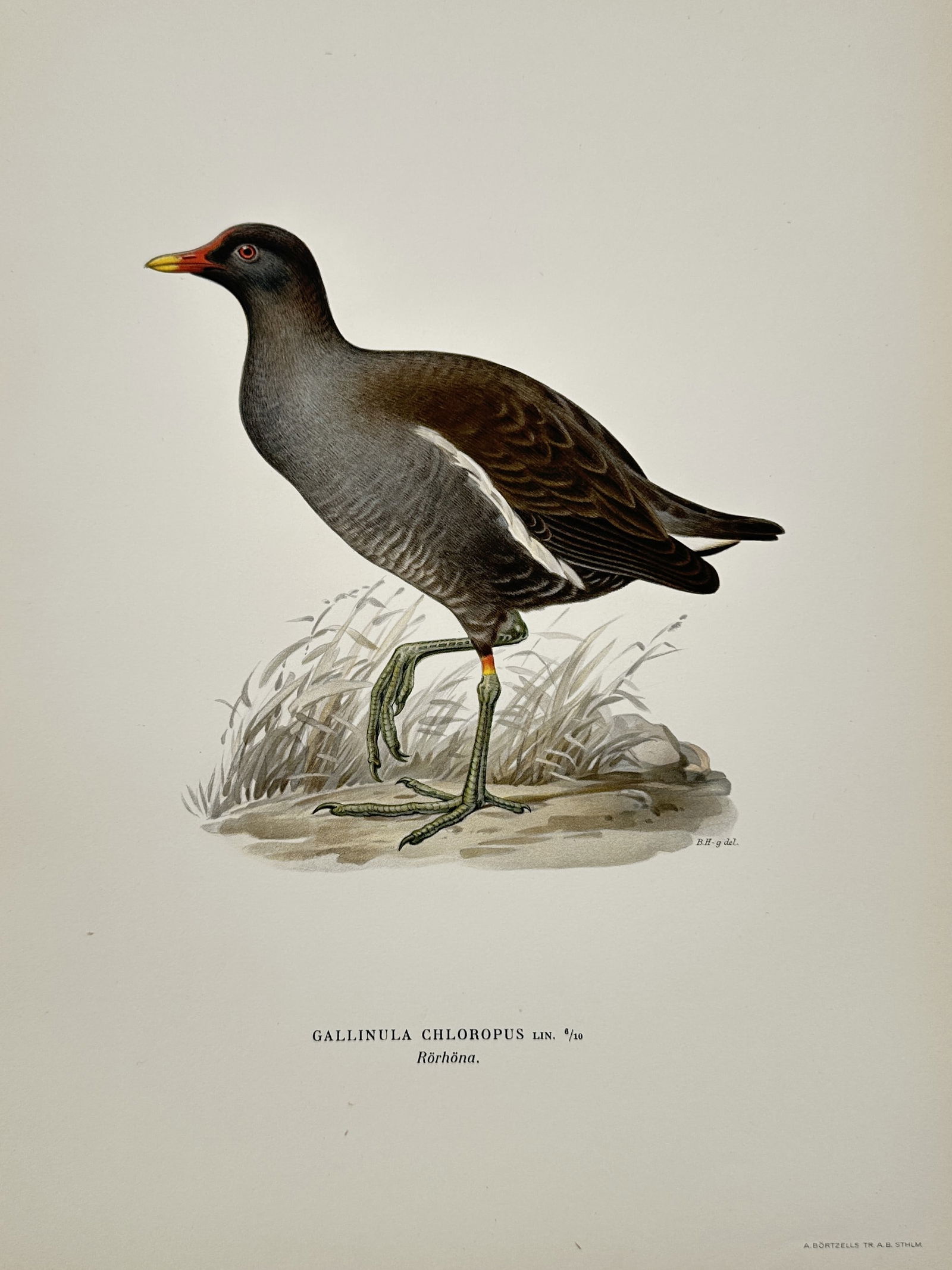 Magnus von Wright (1805–1867) – Common Moorhen – Lithograph (1920s) (1 of 2)
