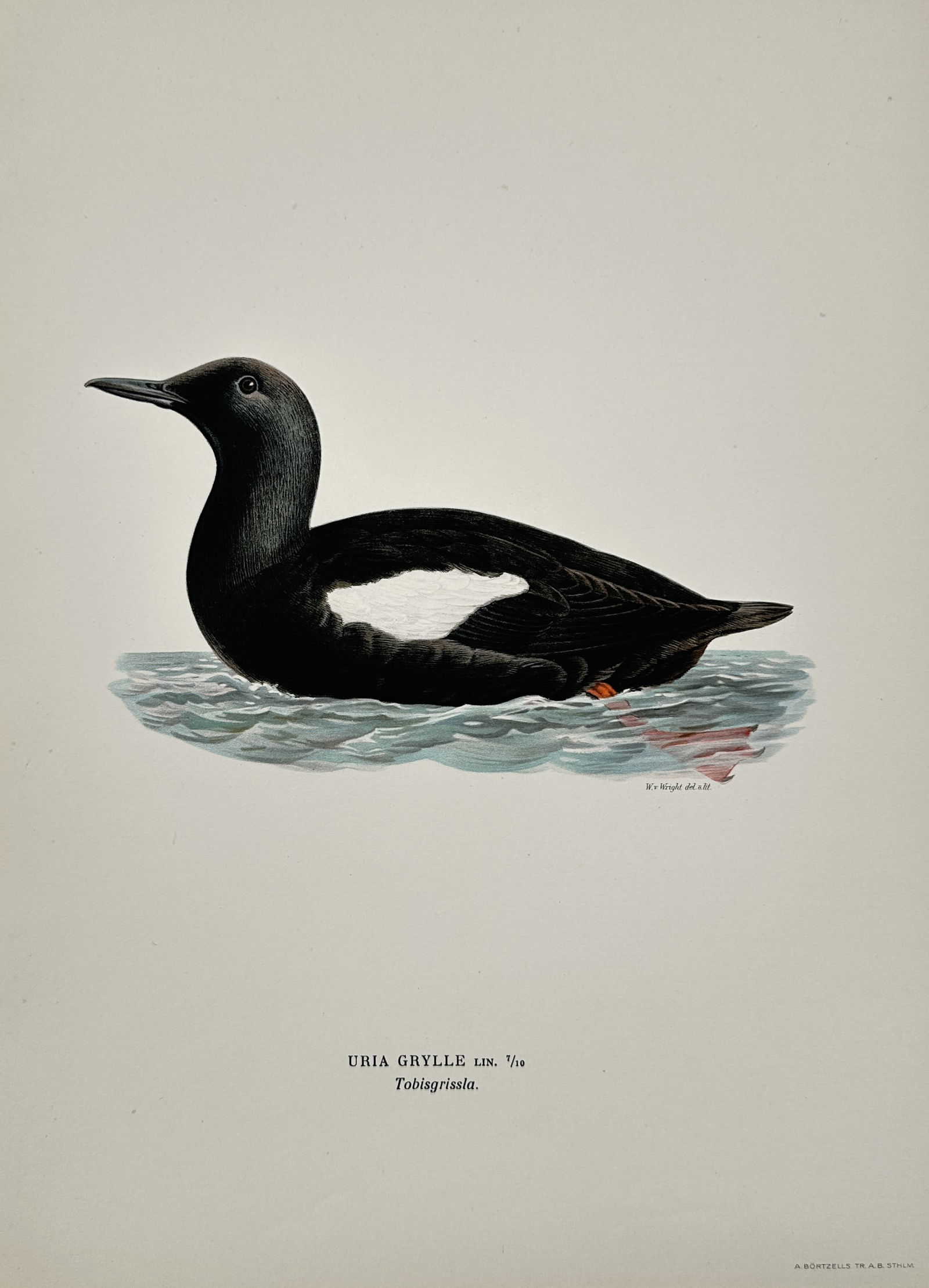 Magnus von Wright (1805–1867) – Spotted Crake – Lithograph (1920s): This ornithological illustration depicts a spotted crake standing on a small stone at the edge of a body of water. The bird is rendered with high technical precision, capturing its olive-brown plumage