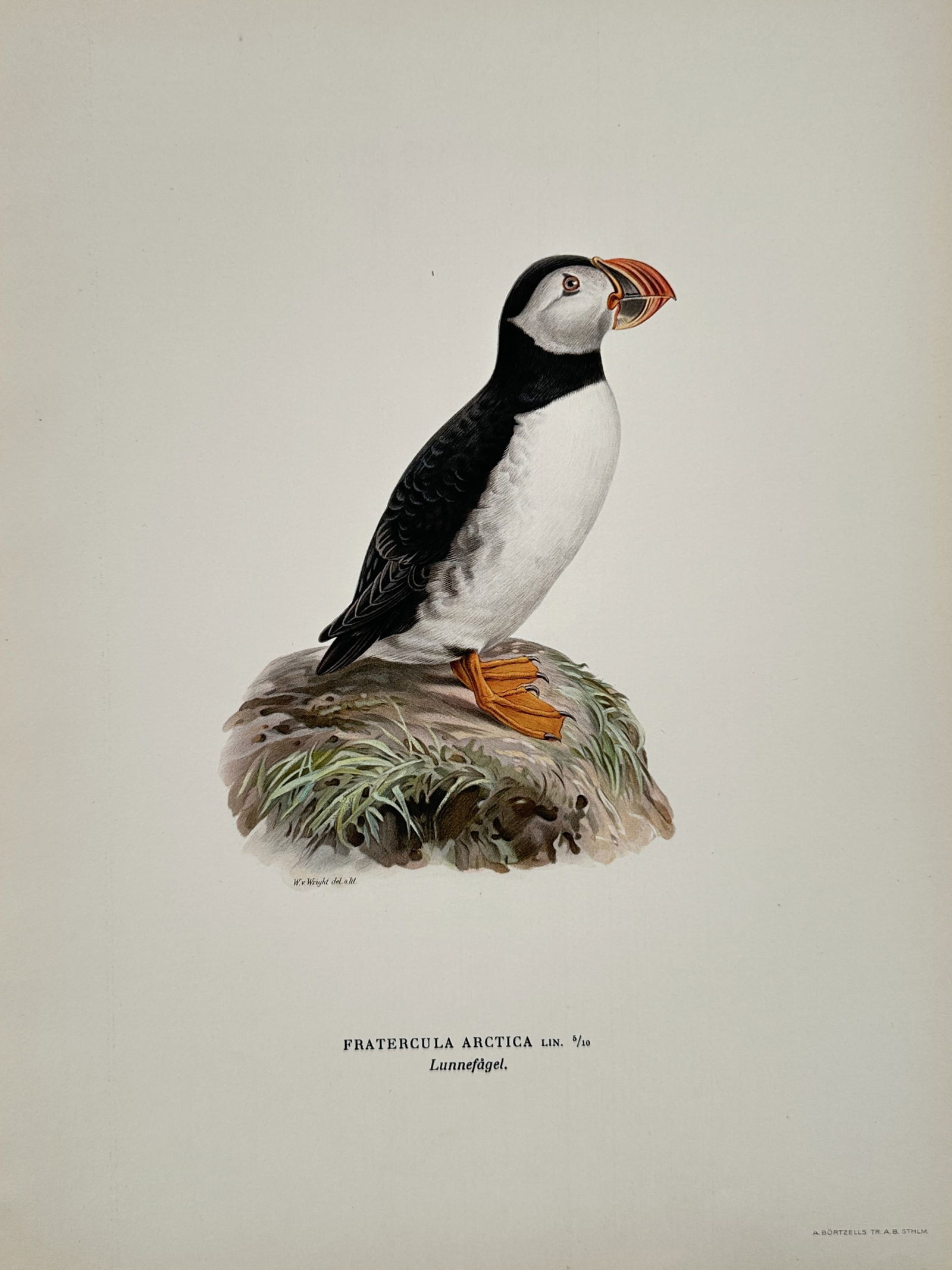 Magnus von Wright (1805–1867) – Atlantic Puffin – Lithograph (1920s) (1 of 2)