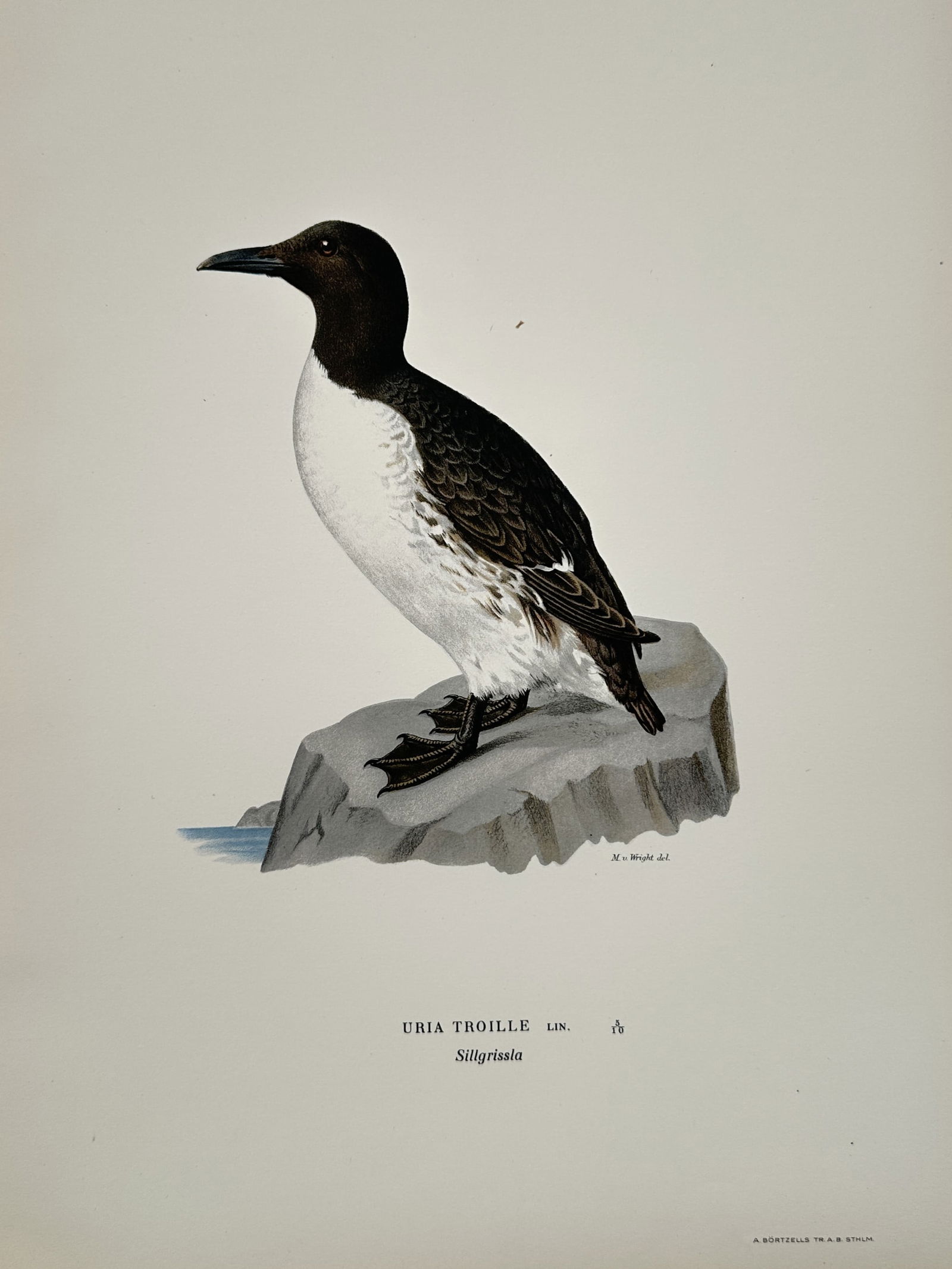 Magnus von Wright (1805–1867) – Common Murre – Lithograph (1920s): This ornithological illustration depicts a common murre standing on a gray rocky outcrop overlooking a small patch of blue water. The bird is shown in its breeding plumage, featuring a chocolate-brown
