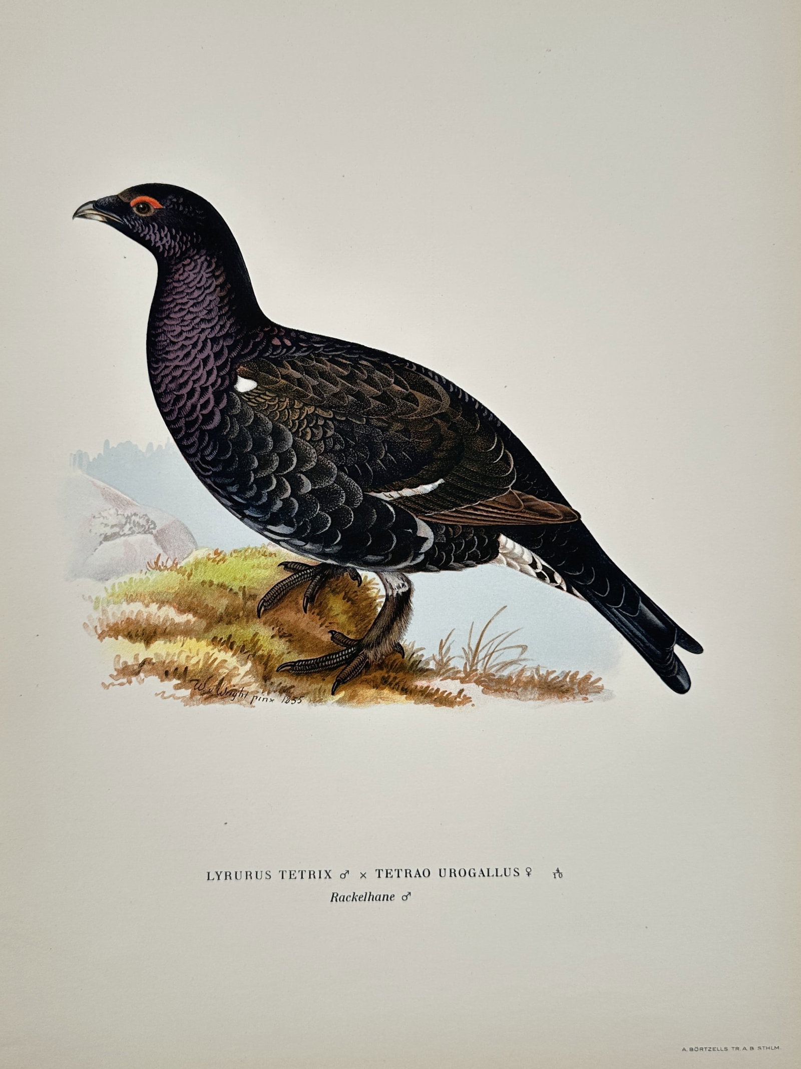 Magnus von Wright (1805–1867) – Hybrid between Black Grouse and Western Capercaillie: This ornithological illustration depicts a male hybrid bird, known in Swedish as a Rackelhane, standing on a mossy mound in a sparse landscape. The bird is rendered with high technical precision, show