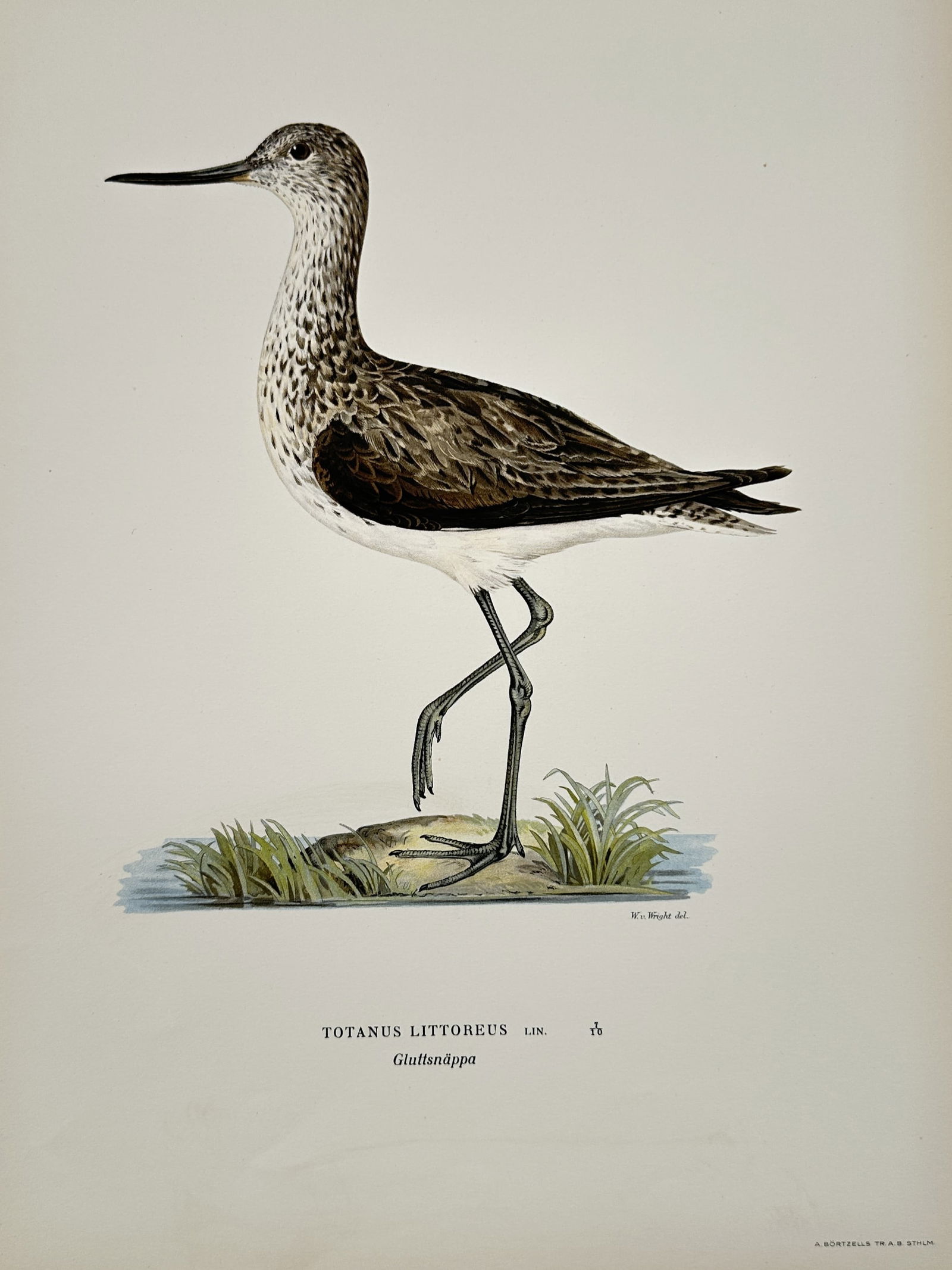 Magnus von Wright (1805–1867) – Common Greenshank – Lithograph (1920s) (1 of 2)