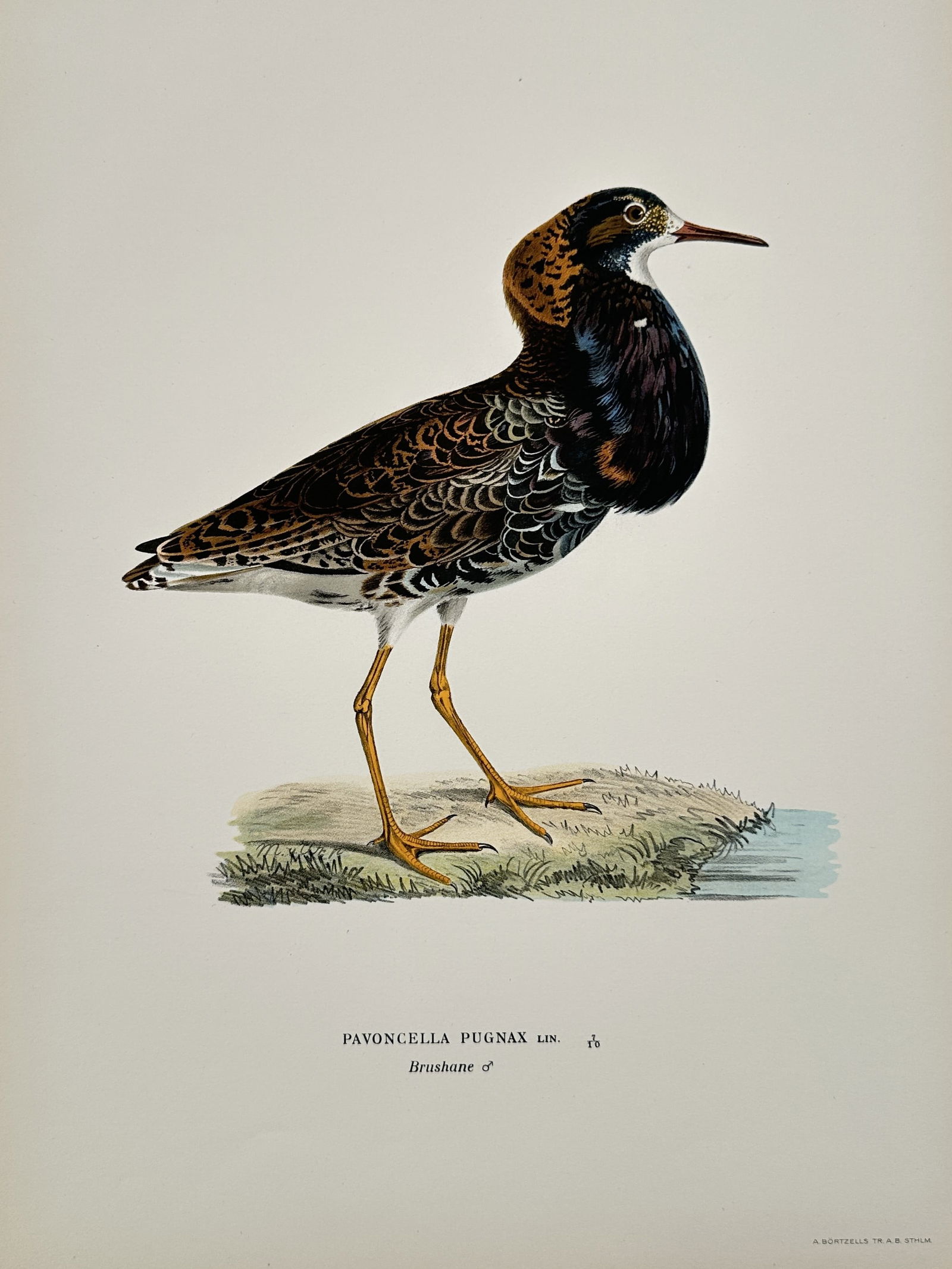 Magnus von Wright (1805–1867) – Ruff – Lithograph (1920s): This ornithological illustration depicts a male ruff standing on a grassy mound near a shoreline. The bird is shown in its elaborate breeding plumage, featuring a large, dark, iridescent neck frill an