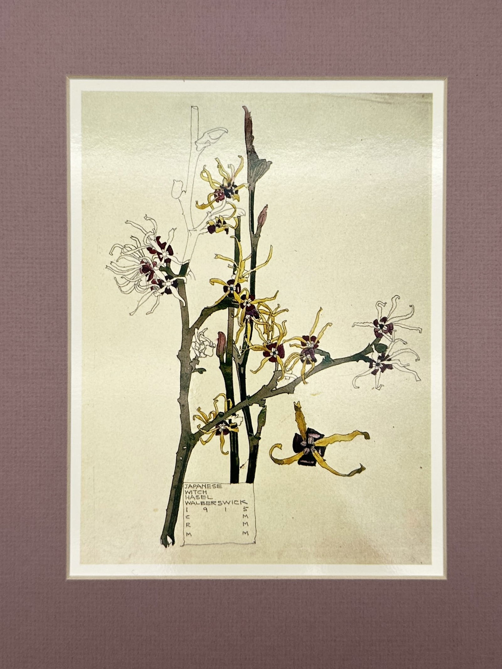 Charles Rennie Mackintosh, after – Japanese Witch Hazel, Walberswick – Offset print: This botanical illustration depicts a flowering branch of Japanese witch hazel against a neutral background. The composition features delicate yellow blossoms with distinctive ribbon-like petals and d