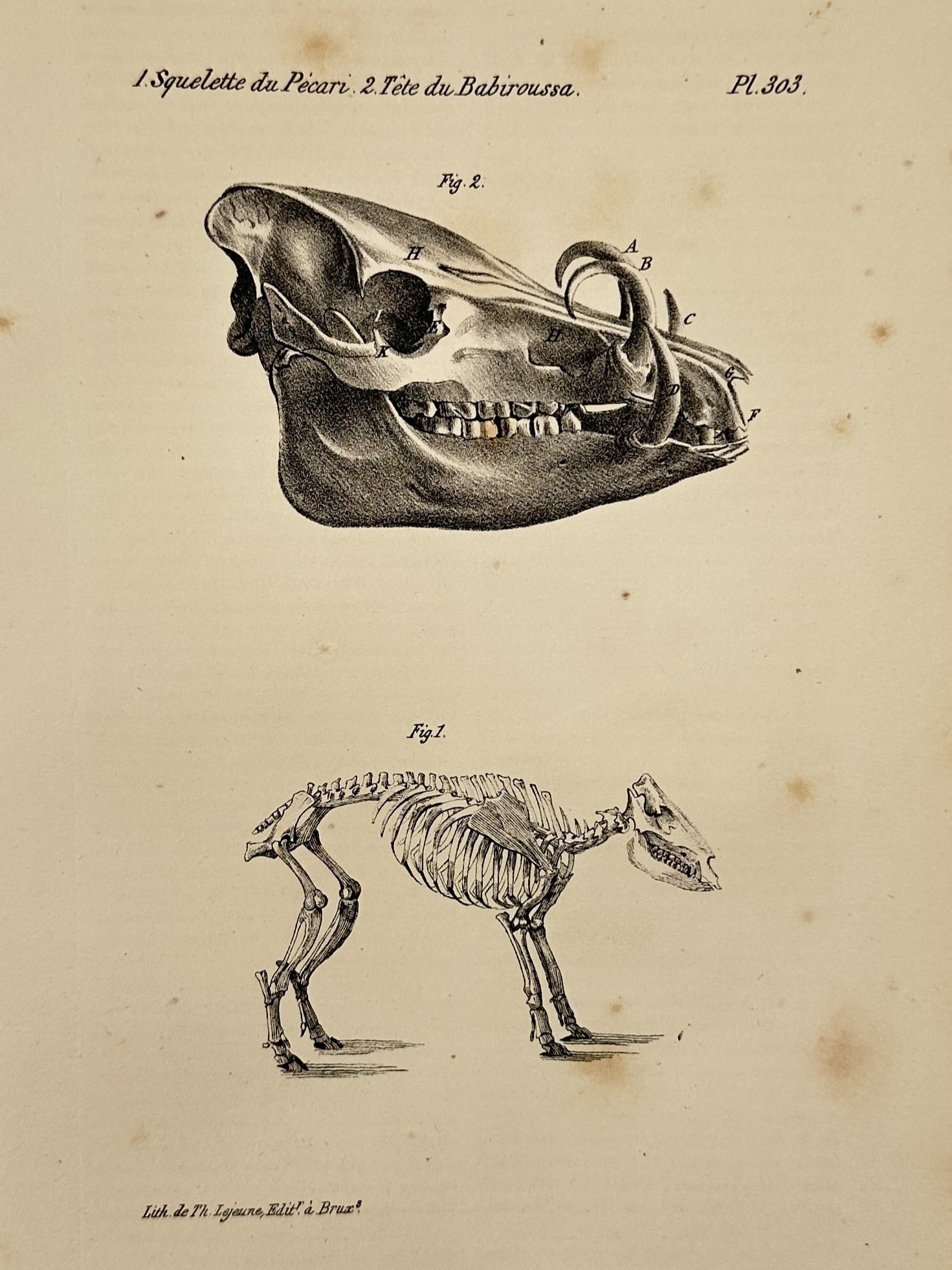 Georges-Louis Leclerc, Comte de Buffon (1707–1788) – Peccary Skeleton and Babirusa Skull (1 of 2)