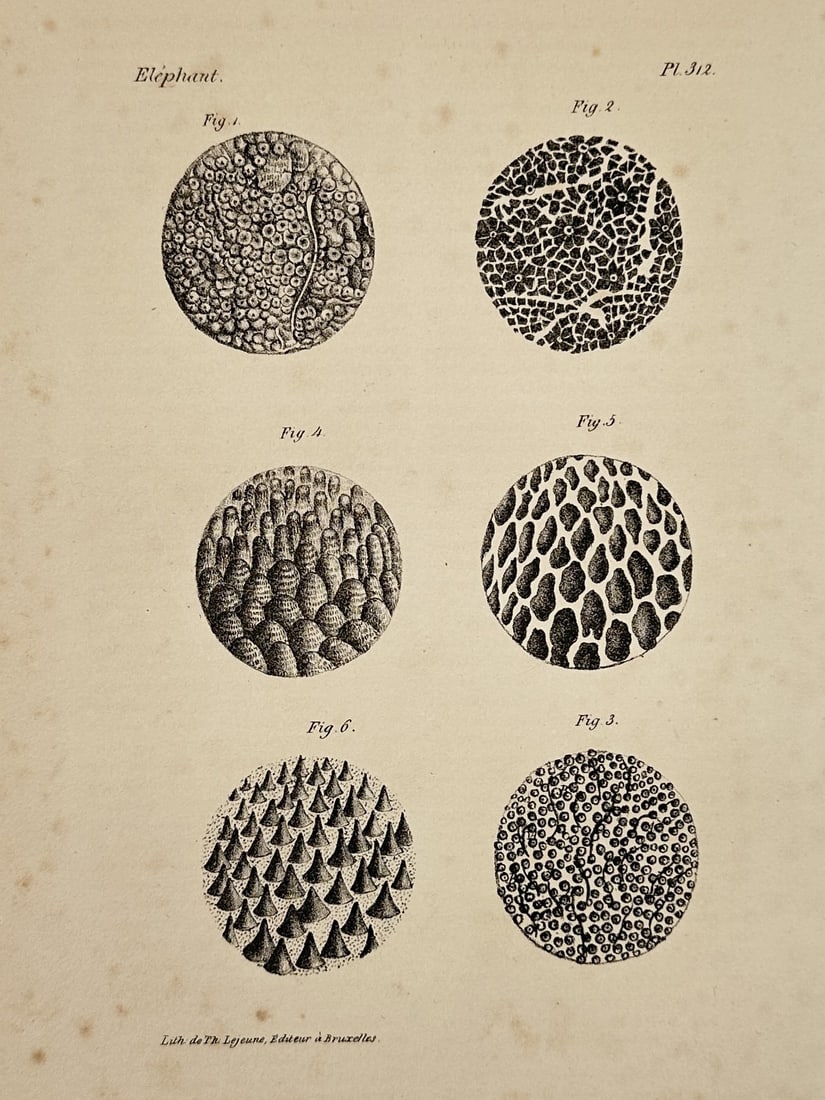 Georges-Louis Leclerc, Comte de Buffon (1707–1788) – Microscopic Studies of Elephant Skin: This natural history illustration presents six circular vignettes providing detailed microscopic views of an elephant's skin texture. The studies document the varying patterns of the epidermis, rangin