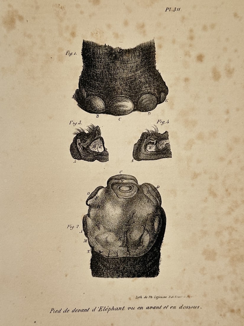 Georges-Louis Leclerc, Comte de Buffon (1707–1788) – Elephant Foot Anatomy – Engraving: This natural history illustration provides a detailed anatomical study of an elephant's foot, viewed from multiple perspectives to document its unique structure. The upper image shows a frontal view o