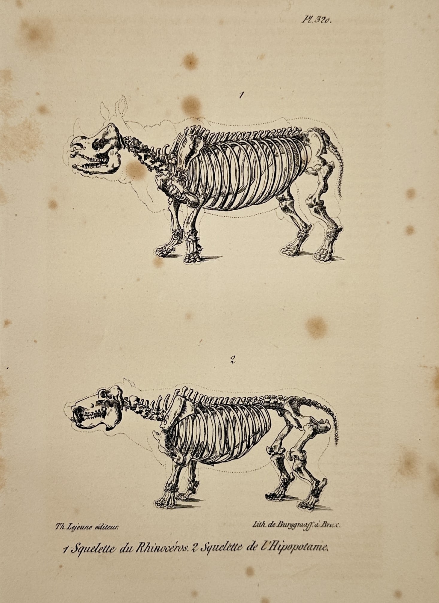 Georges-Louis Leclerc, Comte de Buffon (1707–1788) – Rhinoceros and Hippopotamus Skeletons: This natural history illustration presents a comparative anatomical study of two massive herbivorous mammals, featuring the complete skeletal structures of a rhinoceros and a hippopotamus. The upper f