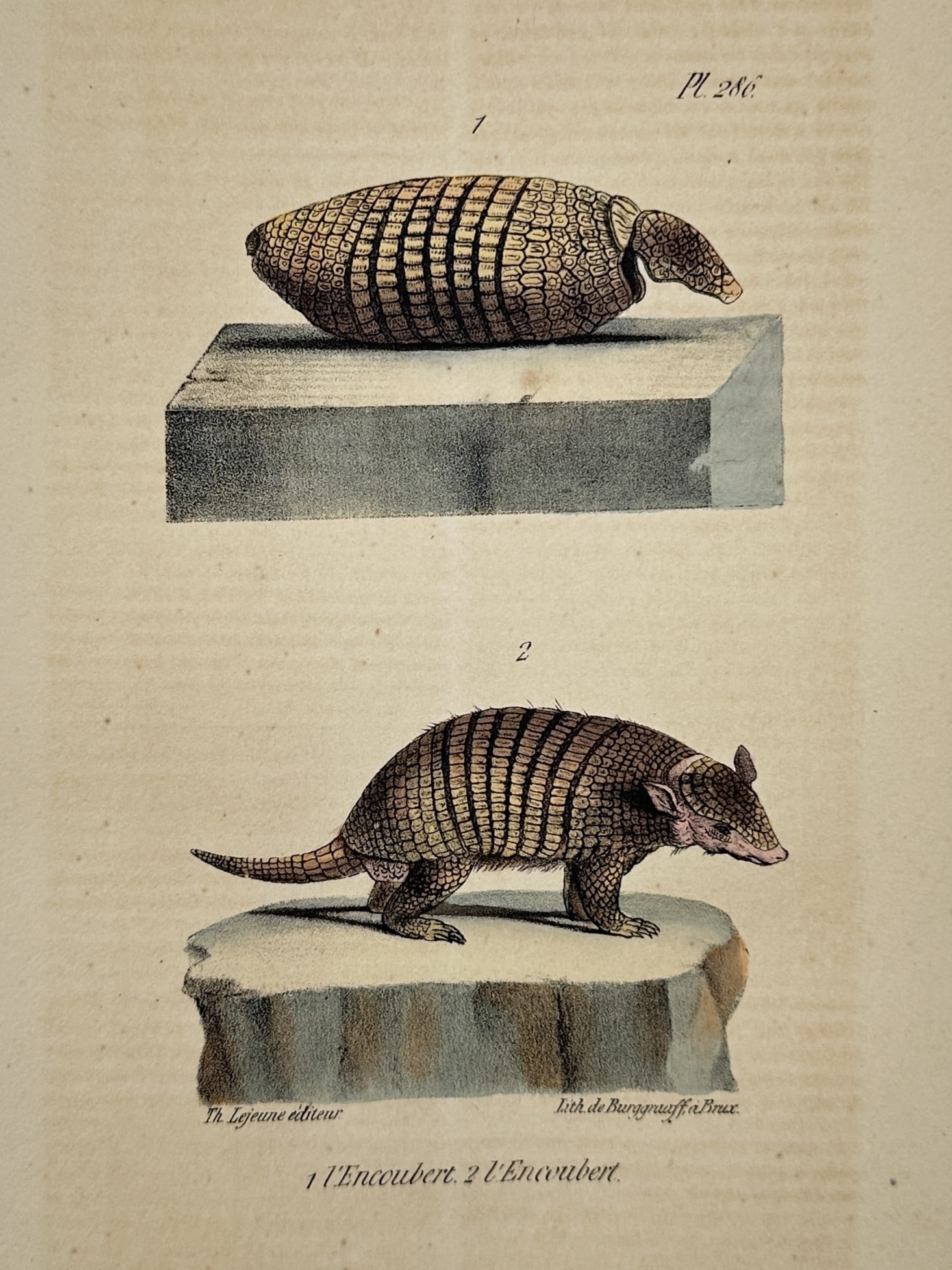 Georges-Louis Leclerc, Comte de Buffon – Six-Banded Armadillos – Hand-colored engraving (1 of 2)