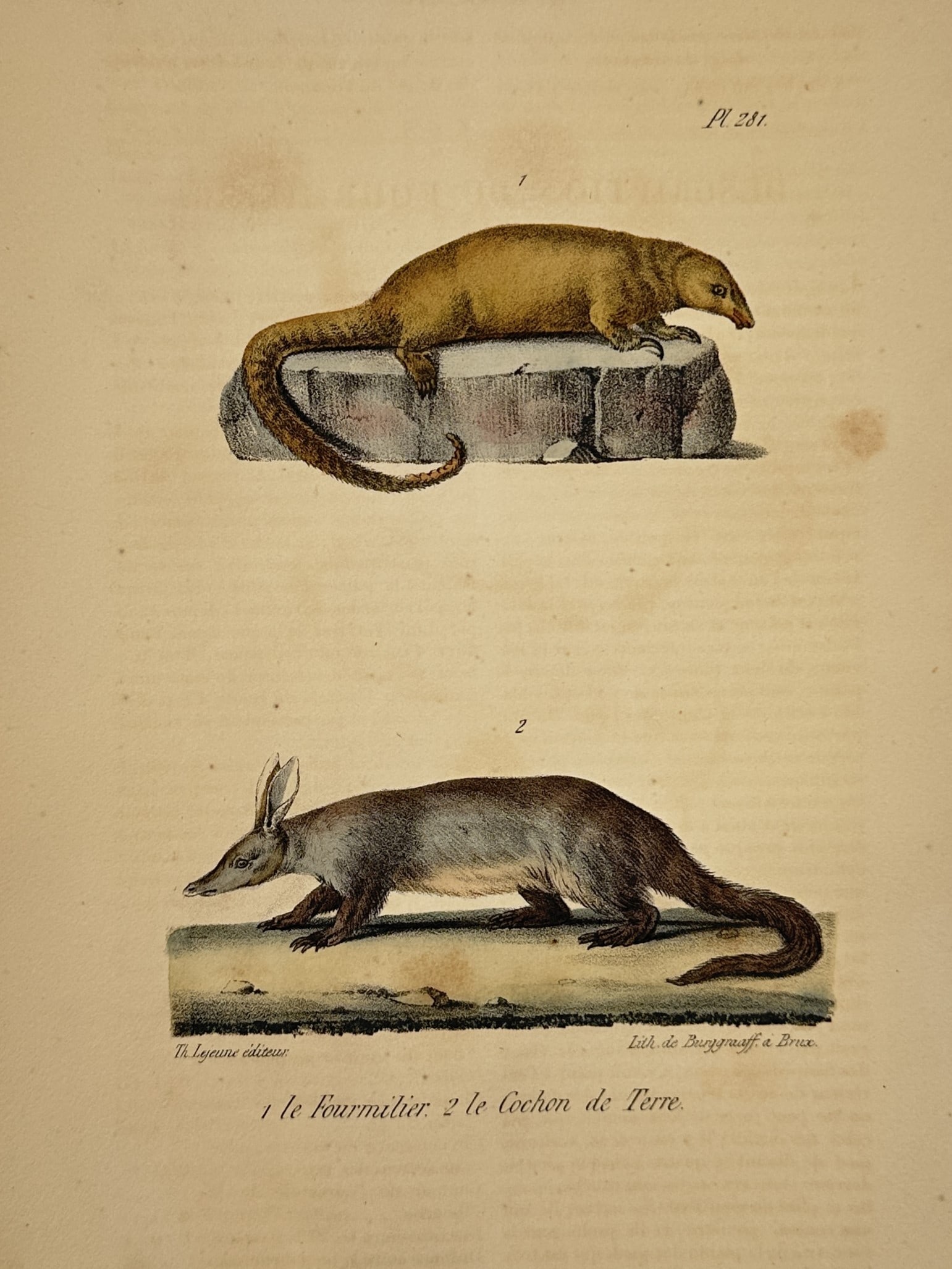 Georges-Louis Leclerc, Comte de Buffon – Silky Anteater and Aardvark: This hand-coloured engraving depicts an Silky Anteater and Aardvark. The composition reflects the visual language of eighteenth-century natural history illustration, where animals were shown in isolat