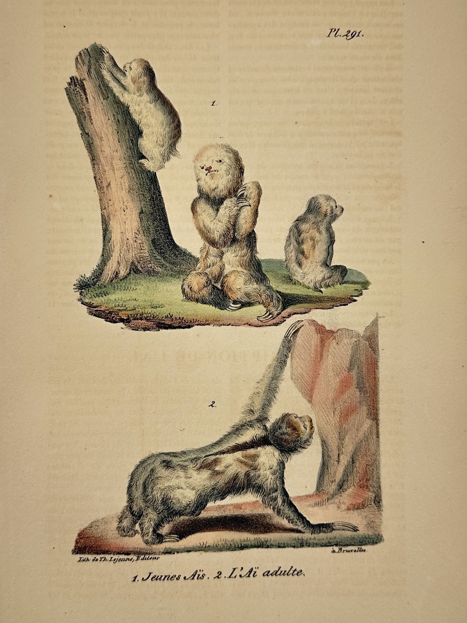 Georges-Louis Leclerc, Comte de Buffon – Young and Adult Sloths – Hand-colored engraving: This natural history illustration presents a life-cycle study of the three-toed sloth (Bradypus tridactylus), historically identified in French as l'Aï. The upper group features three young sloths in