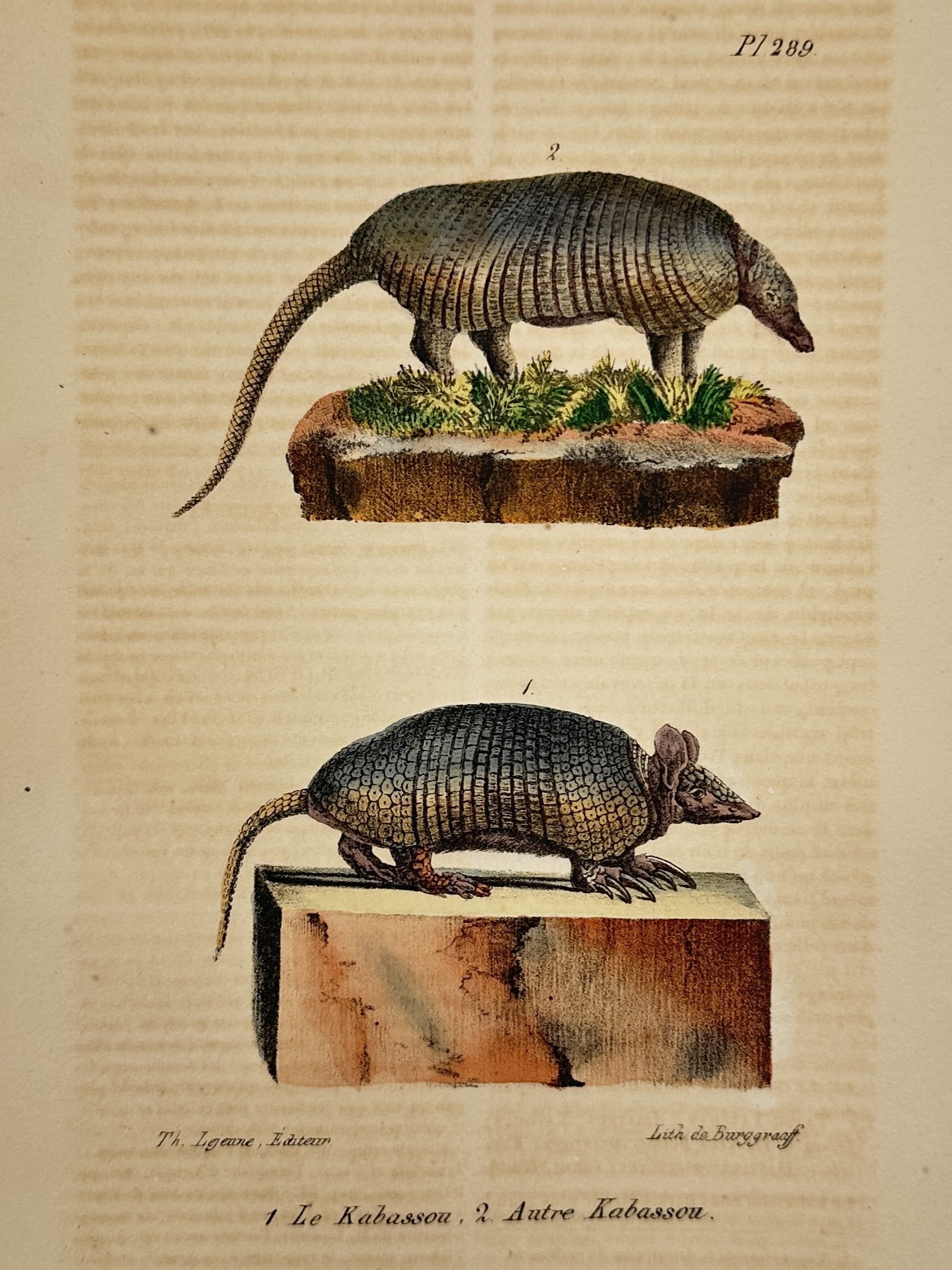 Georges-Louis Leclerc, Comte de Buffon – Southern Naked-Tailed Armadillos: This natural history illustration presents two studies of the southern naked-tailed armadillo (Cabassous unicinctus), historically identified in French as le Kabassou. The upper figure depicts the ani