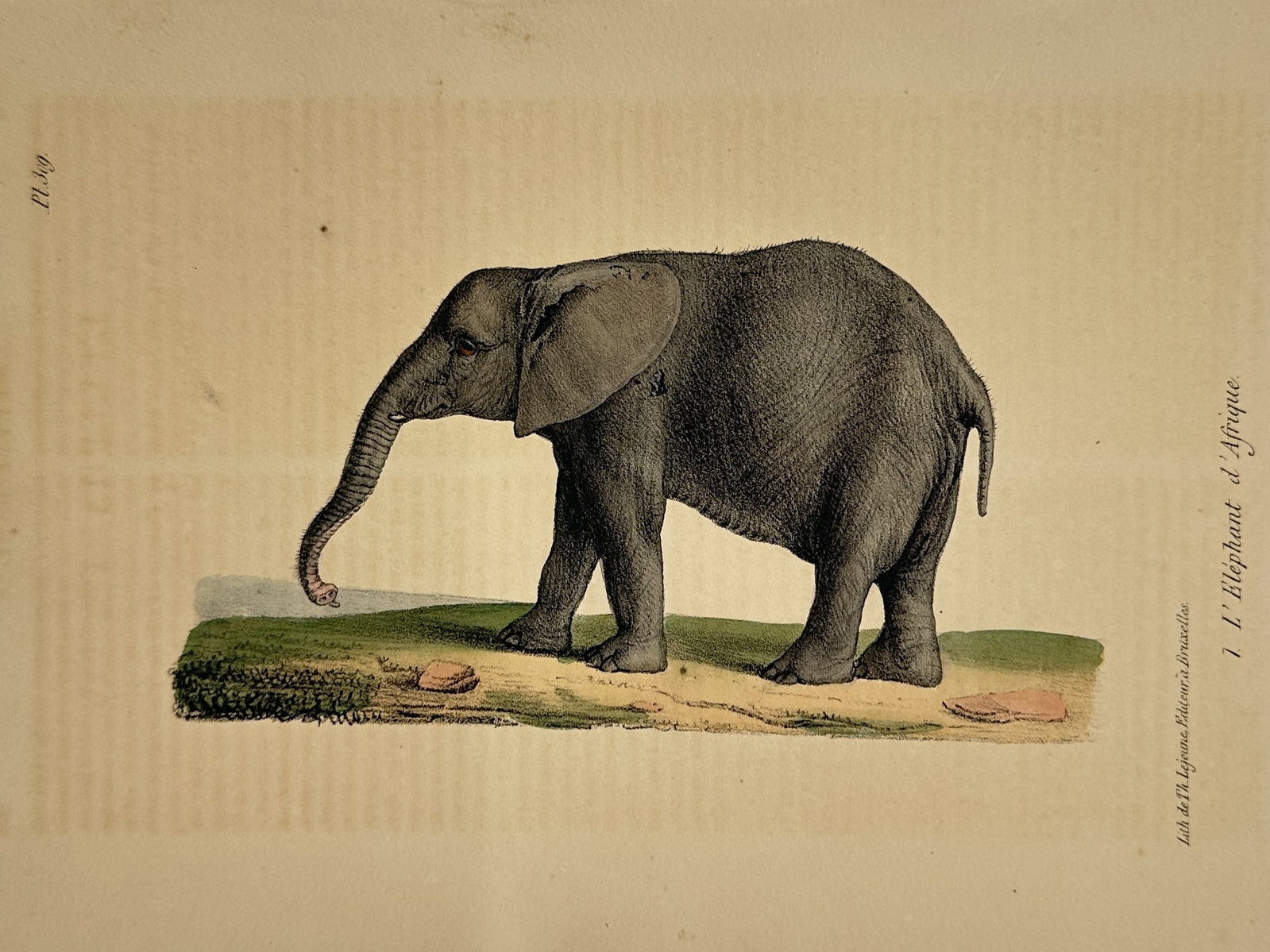 Georges-Louis Leclerc, Comte de Buffon – African Elephant – Hand-colored engraving (1830): This natural history illustration depicts an African elephant in a standing profile, characterized by its large ears and the upward curve of its trunk. The figure is presented in a classic scientific 