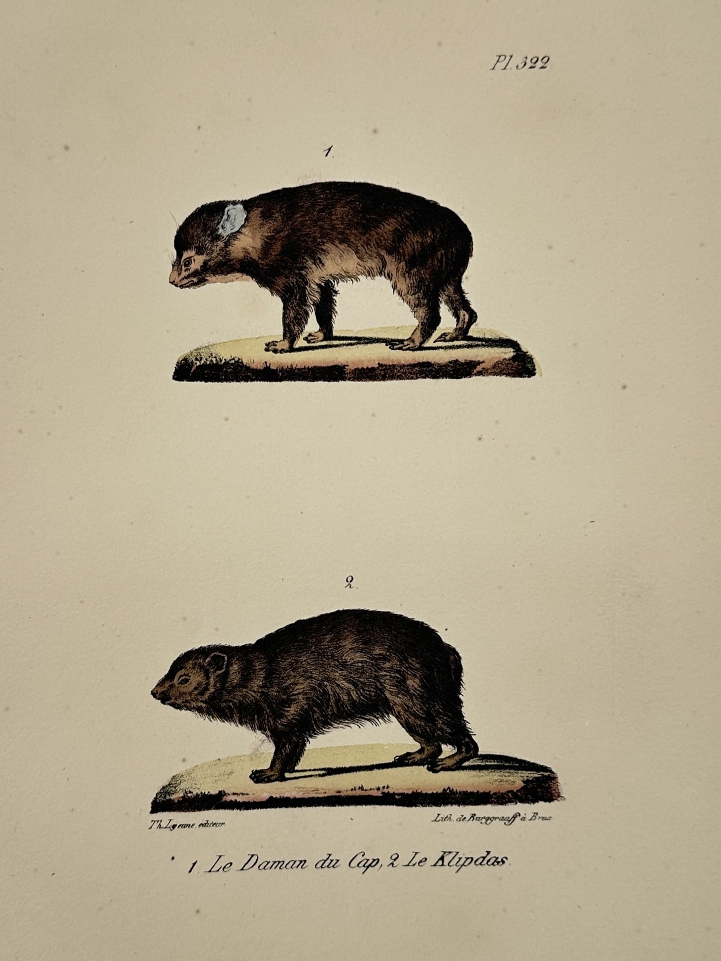 Georges-Louis Leclerc, Comte de Buffon – Rock and Cape Hyraxes – Hand-colored engraving: This natural history illustration presents a comparative study of two species of hyrax, small herbivorous mammals native to Africa and the Middle East. The upper figure, identified as le Daman du Cap,