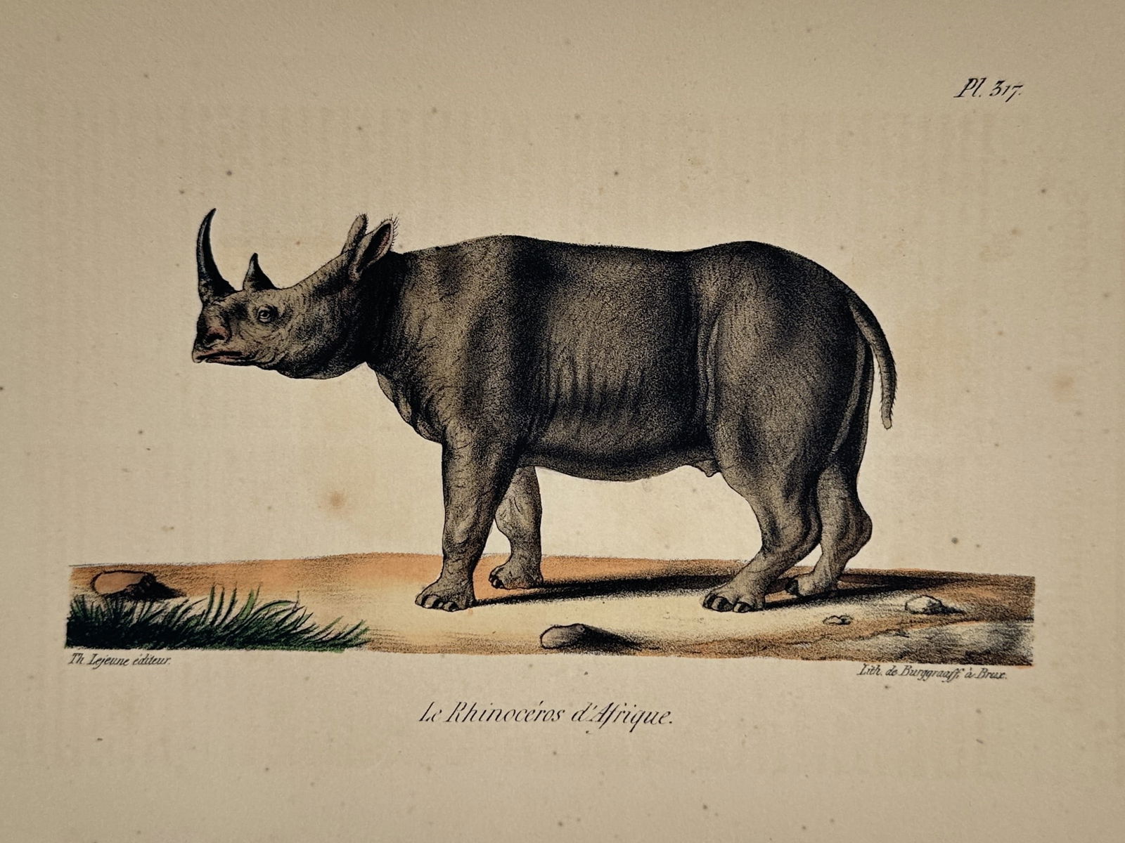 Georges-Louis Leclerc, Comte de Buffon – African Rhinoceros – Hand-colored engraving (1830): This natural history illustration depicts an African rhinoceros in a standing profile, emphasizing its thick, segmented skin and the presence of two distinct horns on its snout. The animal is rendered