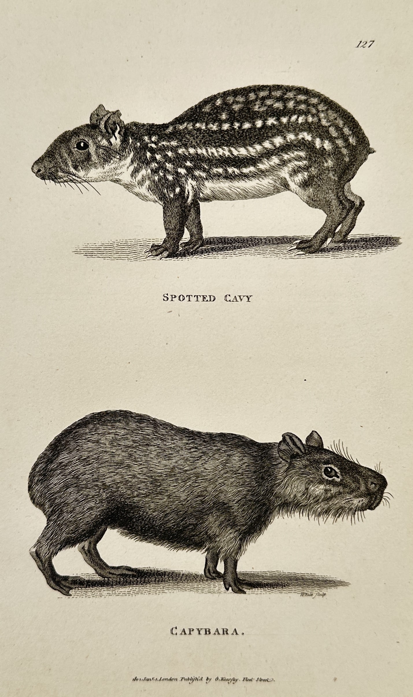 George Shaw (1751–1813) – Spotted Cavy and Capybara – Engraving (1800) (1 of 2)