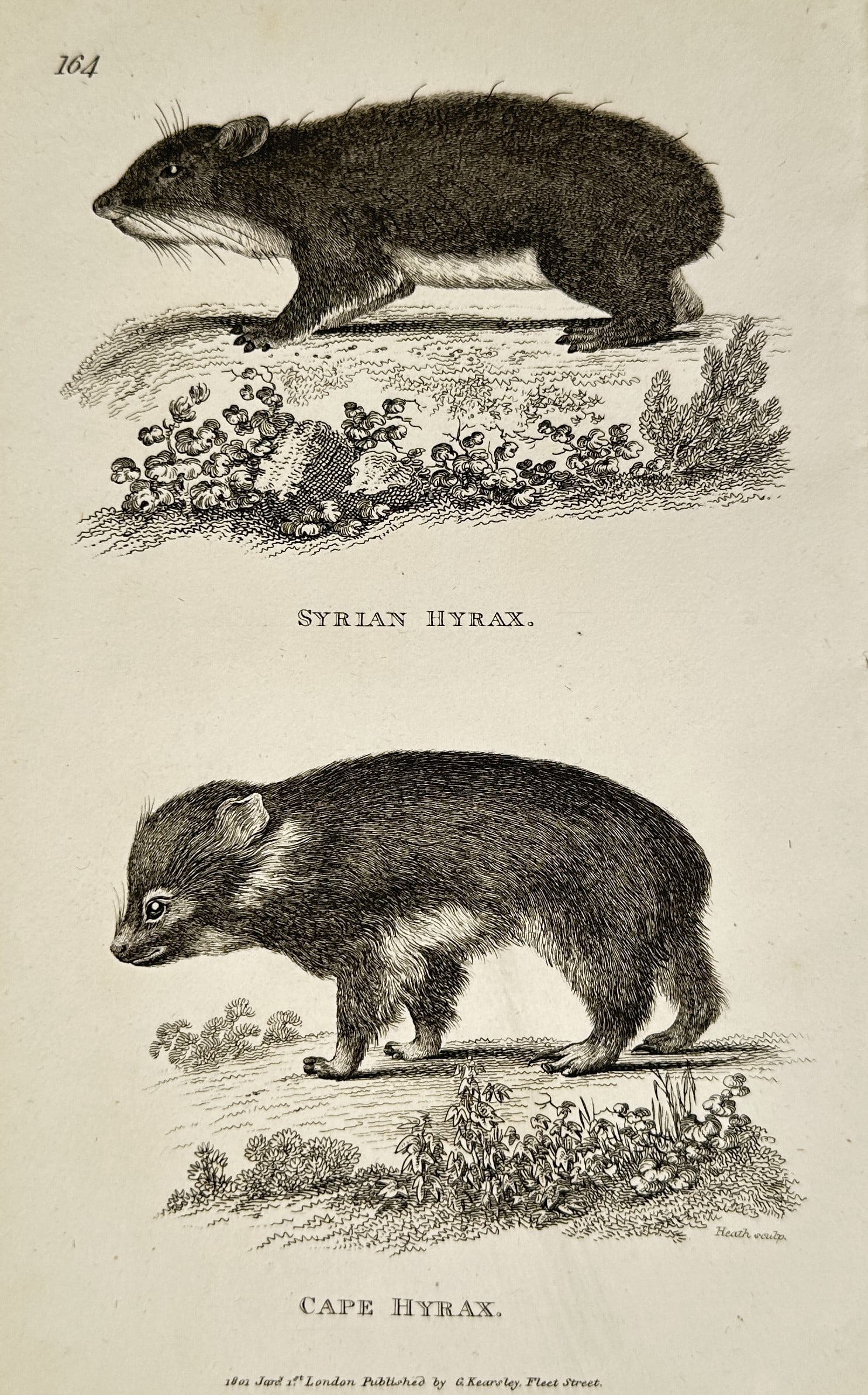 George Shaw (1751–1813) – Syrian Hyrax and Cape Hyrax – Engraving (1801): This natural history illustration presents a comparative study of two species of hyrax, small thickset herbivorous mammals from Africa and the Middle East. The upper figure depicts the Syrian hyrax in