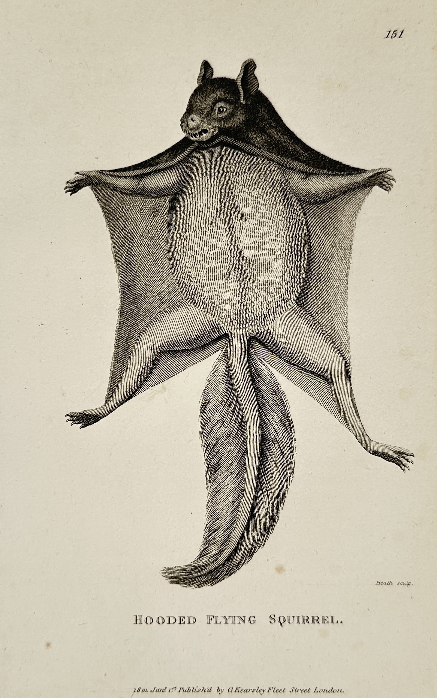 George Shaw (1751–1813) – Hooded Flying Squirrel – Engraving (1801) (1 of 2)