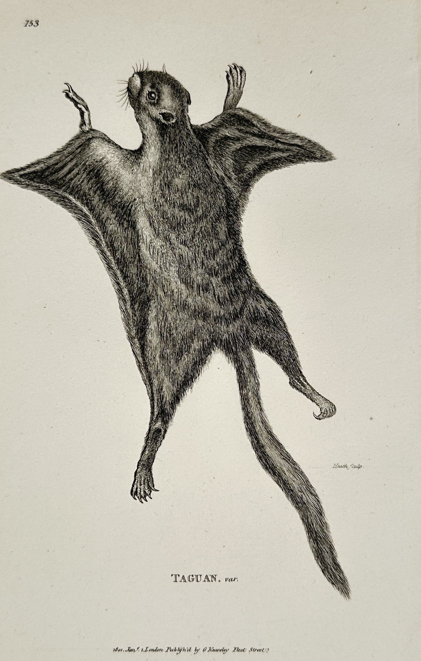 George Shaw (1751–1813) – Taguan Squirrel – Engraving (1801) (1 of 2)