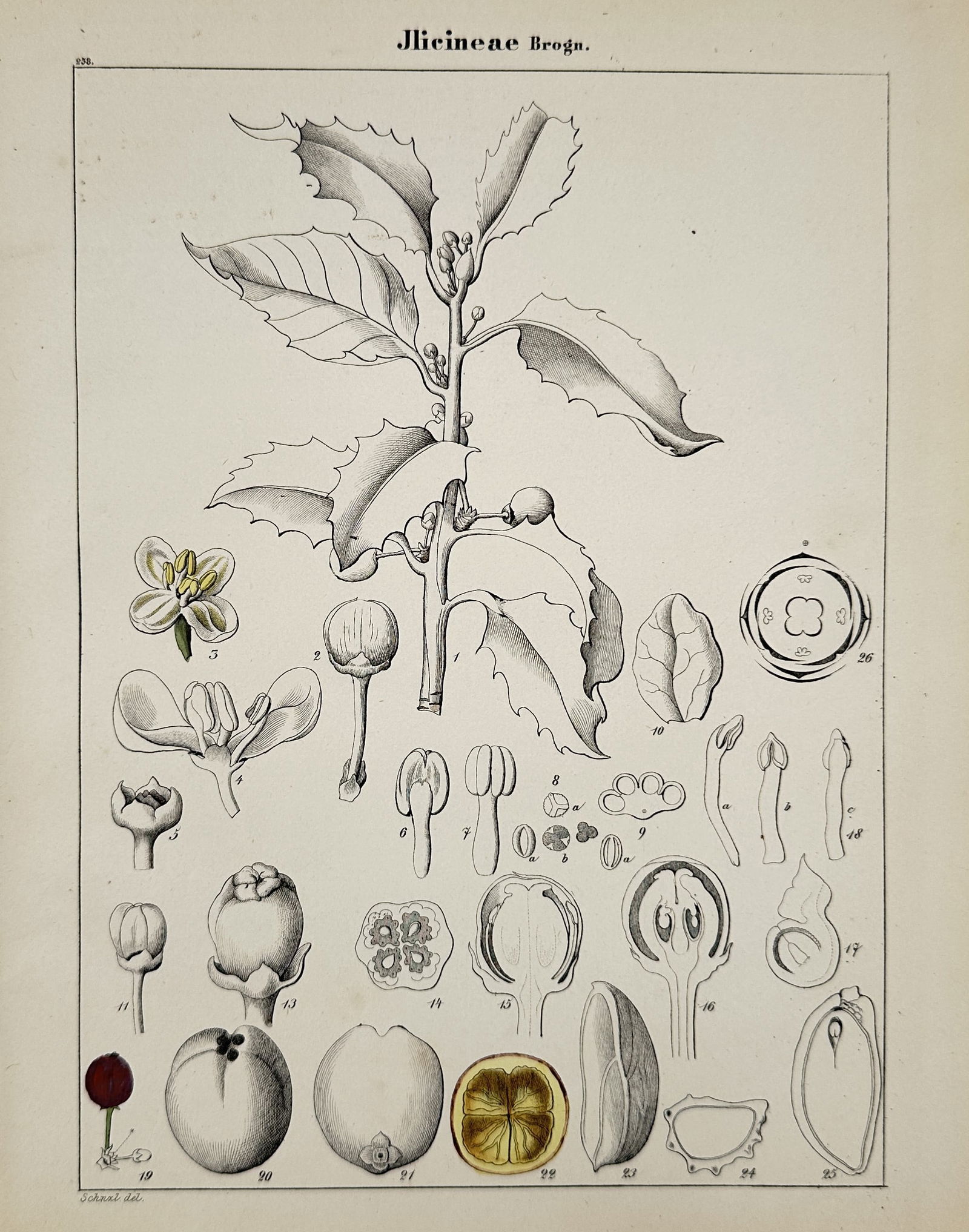 John Stephenson – Ilicineae – Hand-colored engraving (1831): This botanical illustration presents a comprehensive study of the Ilicineae family, specifically depicting a holly branch alongside twenty-six detailed dissections of its reproductive organs and fruit