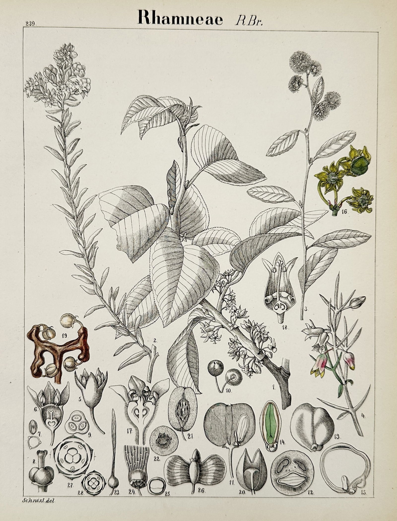 John Stephenson – Rhamneae – Hand-colored engraving (1831) (1 of 2)