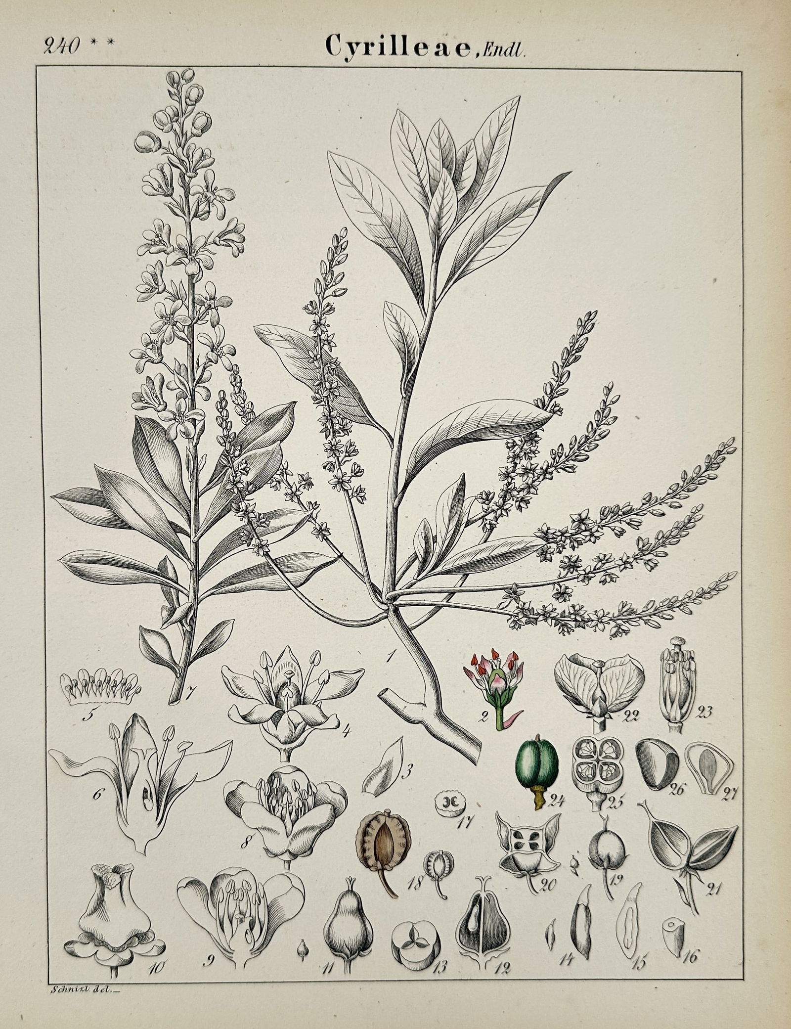 John Stephenson – Cyrilleae – Hand-colored engraving (1831) (1 of 2)