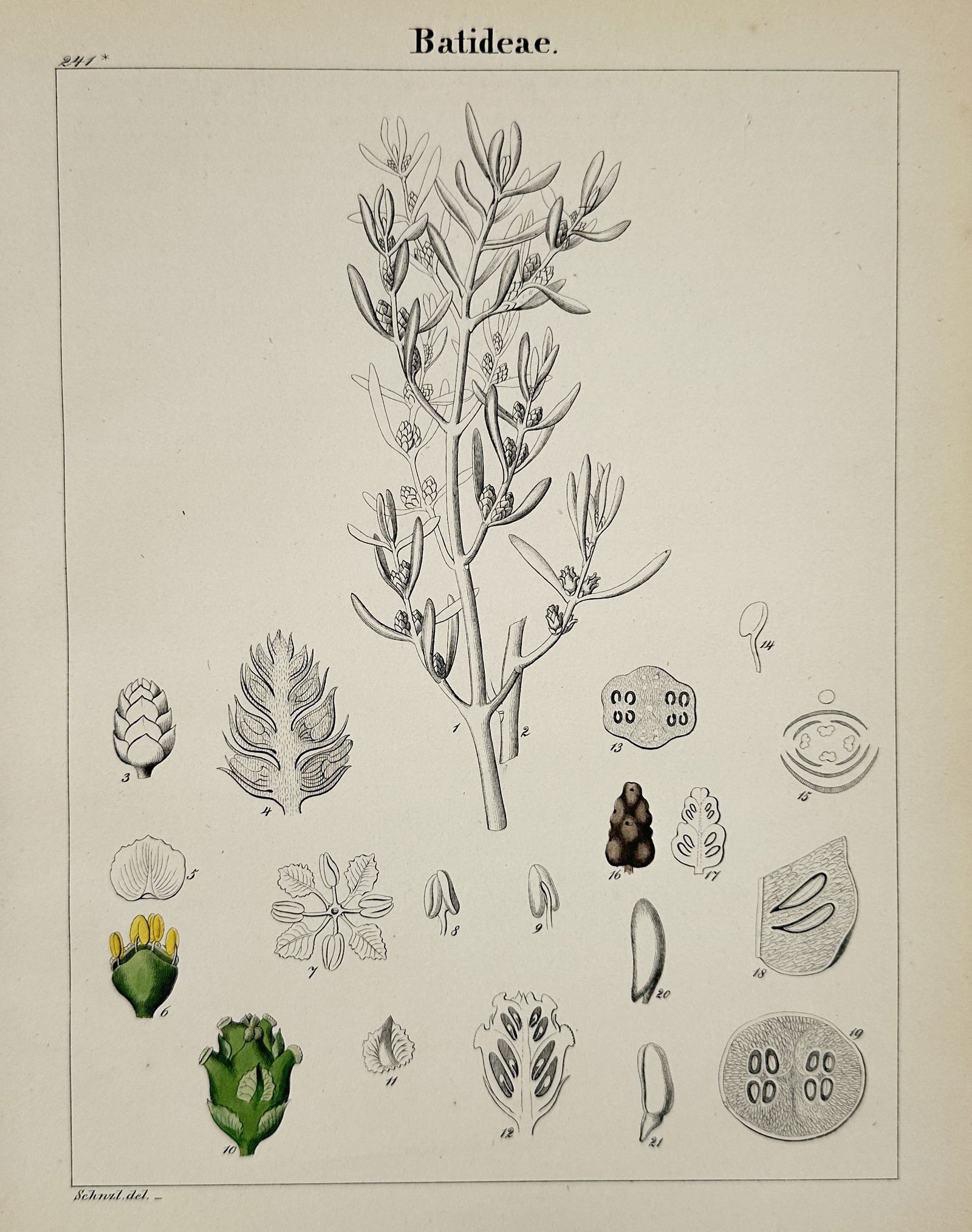 John Stephenson – Batideae – Hand-colored engraving (1831) (1 of 2)