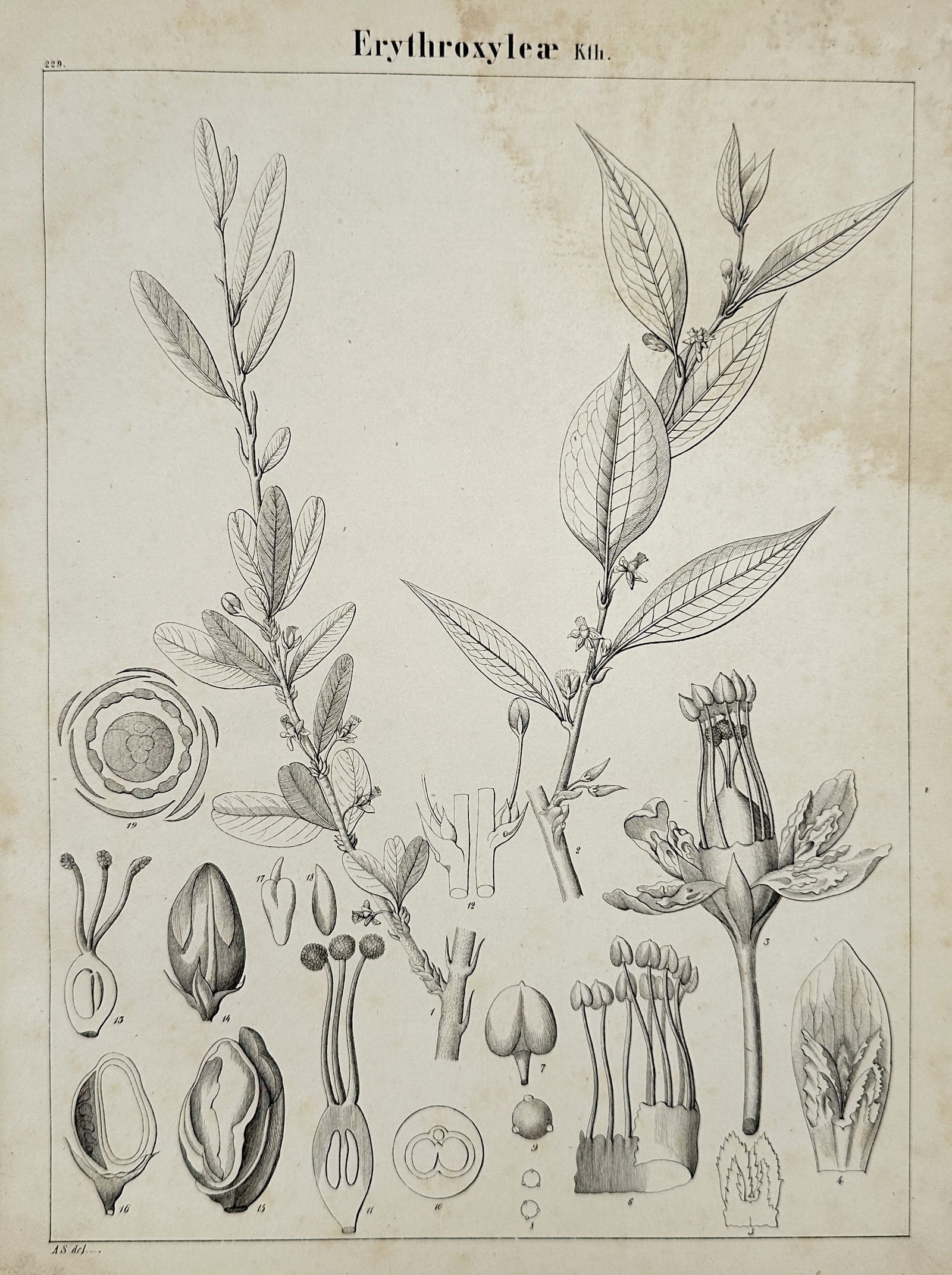 John Stephenson – Erythroxyleae – Engraving (1831) (1 of 2)