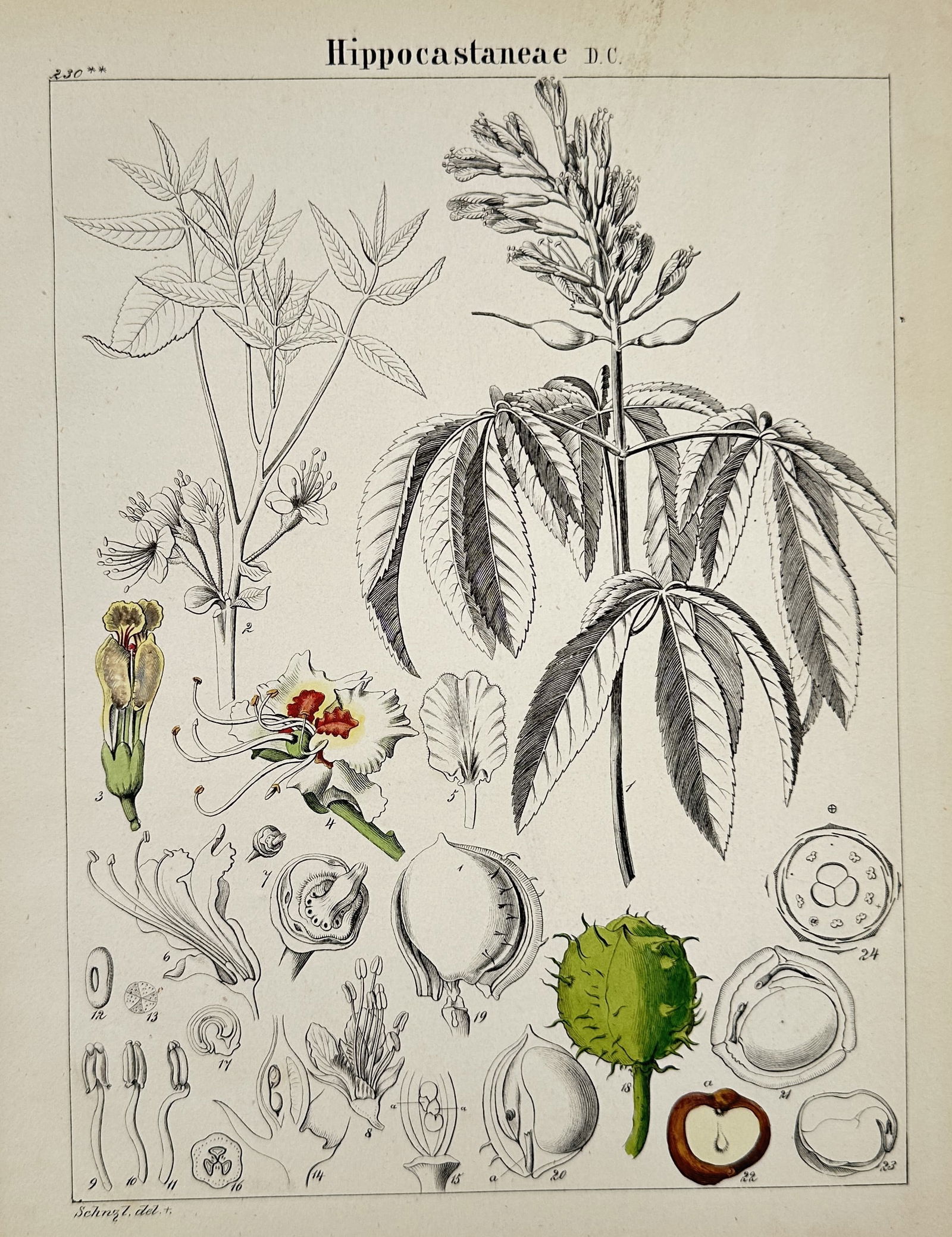 John Stephenson – Hippocastaneae – Hand-colored engraving (1831) (1 of 2)