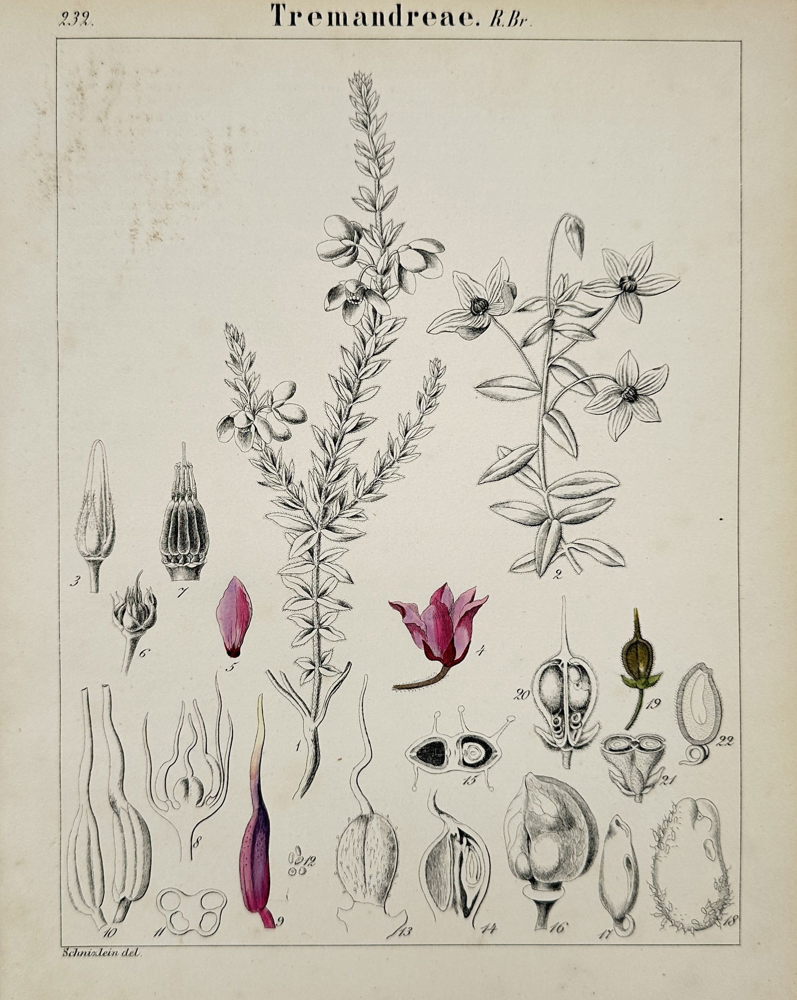 John Stephenson – Tremandreae – Hand-colored engraving (1831) (1 of 2)