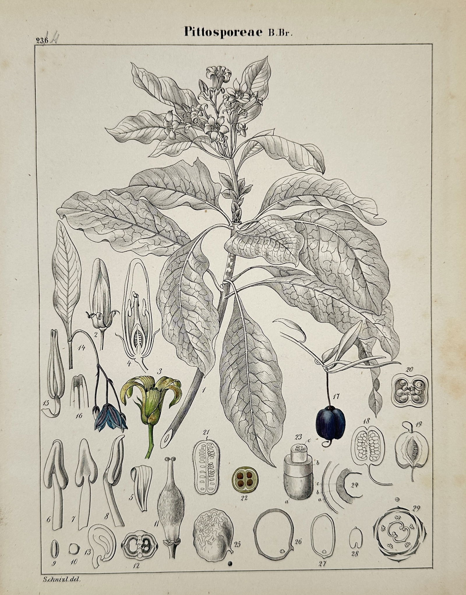 John Stephenson – Pittosporeae – Hand-colored engraving (1831) (1 of 2)
