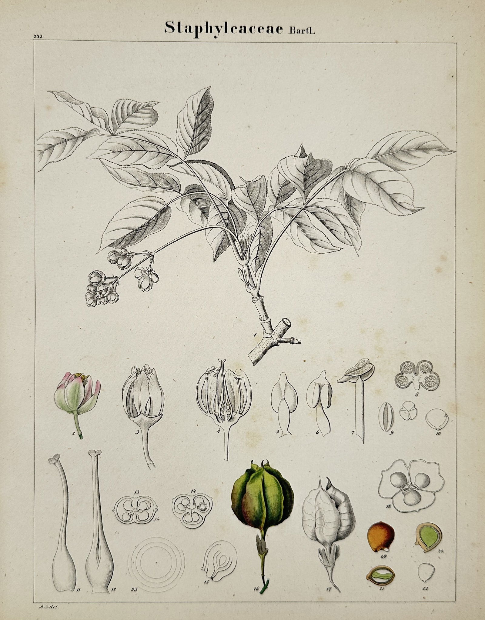 John Stephenson – Staphyleaceae – Hand-colored engraving (1831) (1 of 2)