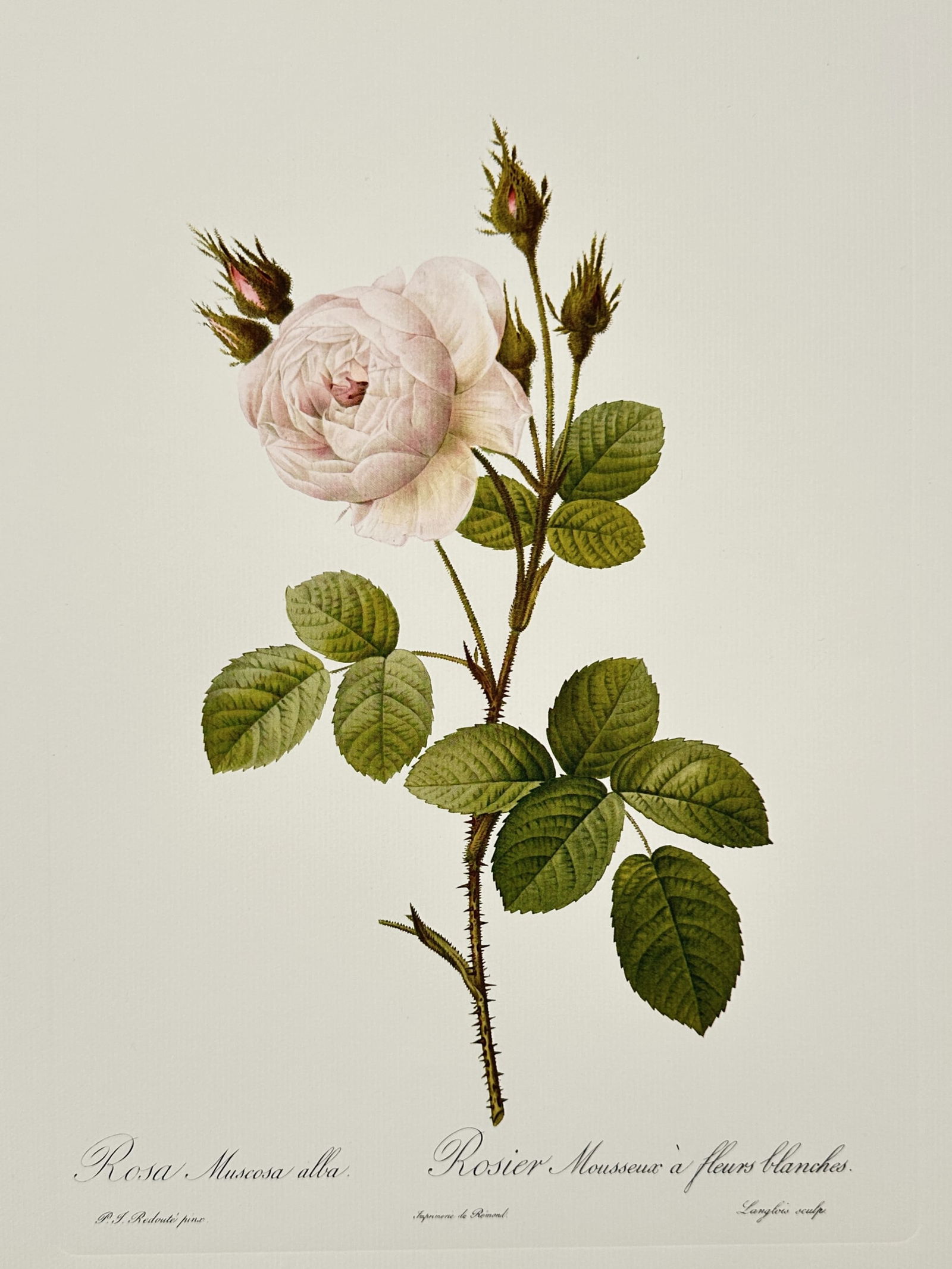 Pierre-Joseph Redouté (1759–1840), after – White Moss Rose – Offset print (20th Century) (1 of 2)