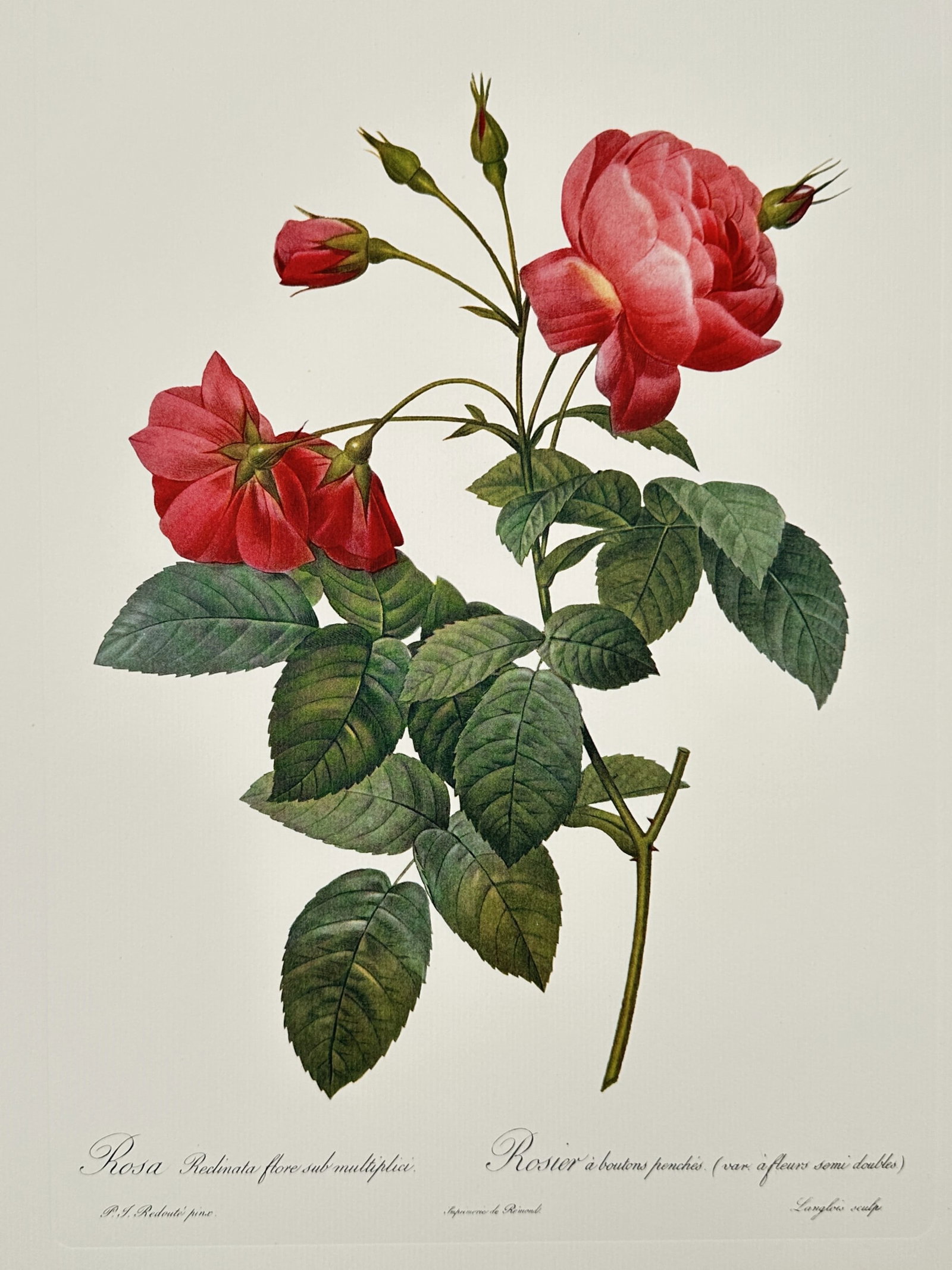 Pierre-Joseph Redouté (1759–1840), after – Rose with Drooping Buds – Offset print: This botanical illustration depicts a vibrant red rose variety featuring a semi-double bloom and several drooping buds. The composition highlights the delicate structure of the petals and the deep gre