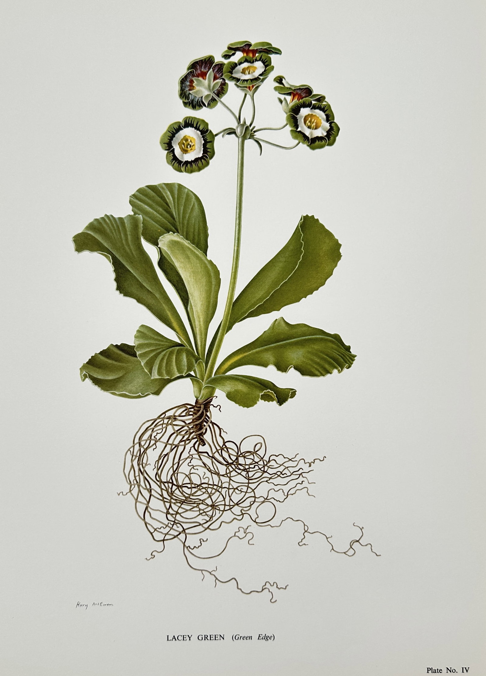 Rory McEwen (1932–1982),after – Lacey Green (Green Edge) – Offset print (20th Century): This botanical illustration features a detailed study of an auricula primula known as lacey green, showcasing its distinctive green-edged petals and central white eye. The composition includes the ent
