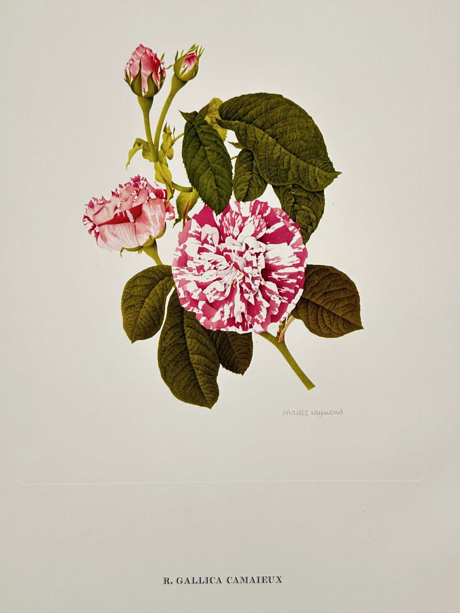 Charles Raymond (1925–2007), after – French Rose Camaieux – Offset print (20th Century): This botanical illustration depicts the rosa gallica camaieux, a gallica rose celebrated for its striking striped petals. The composition features a fully opened bloom with distinctive white and deep 